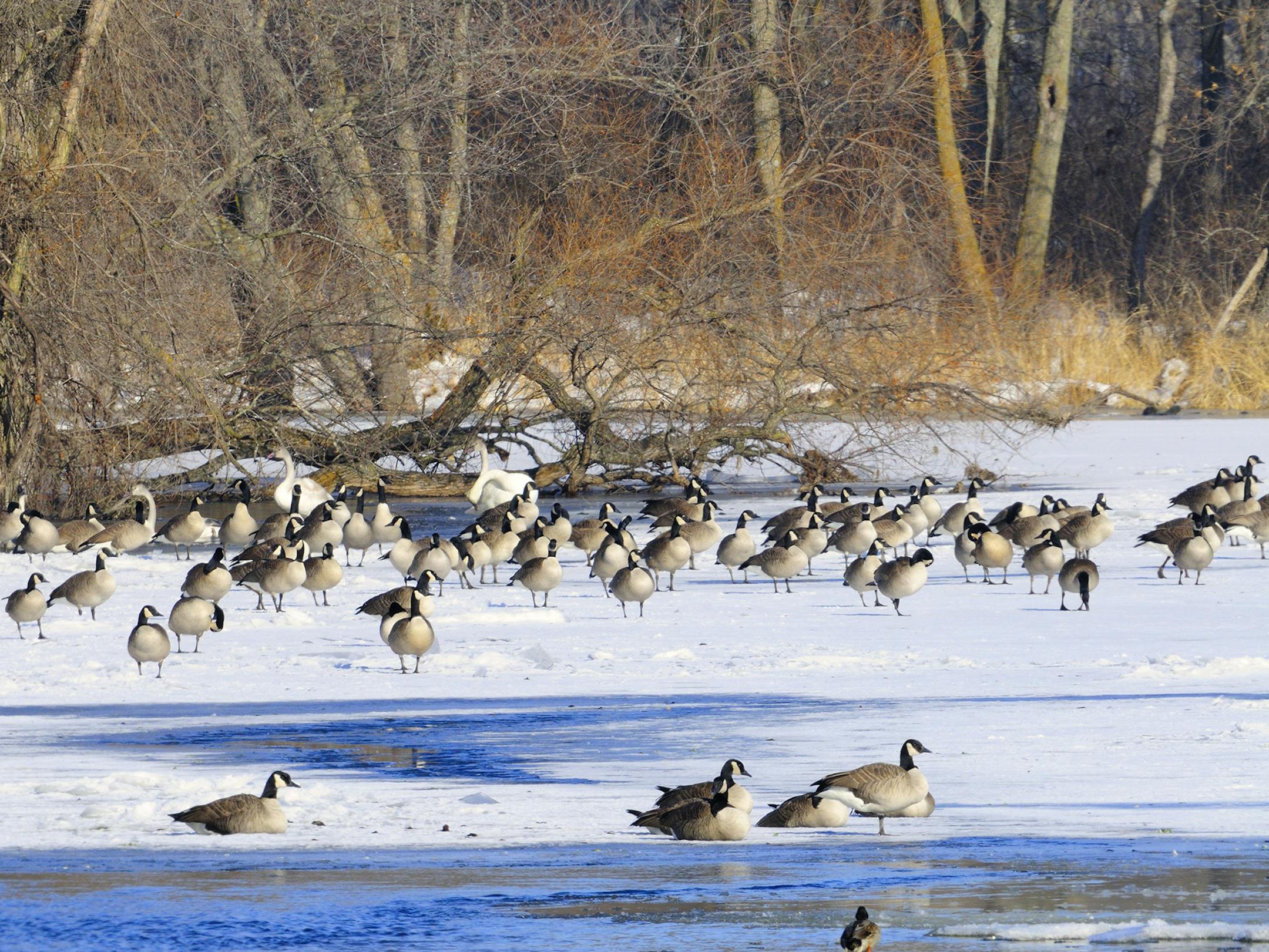 Mid-season waterfowling was generally slow. But an early freeze concentrated ducks and geese in open water areas allowing some late season waterfowlers to experience successful hunts.