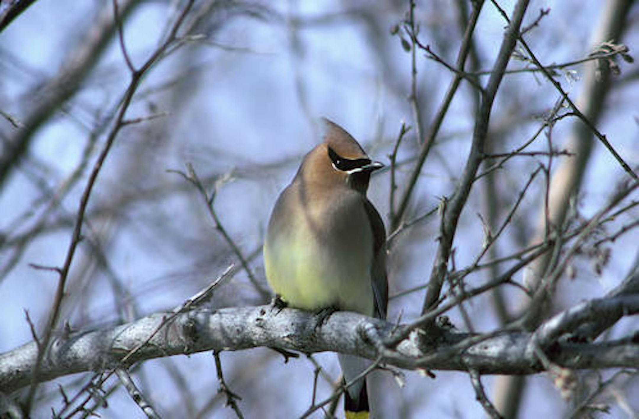 Cedar waxwing