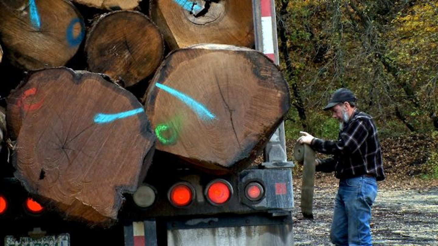 Ed Bebee, a log-truck driver for Staggemeyer Stave Mill, takes the straps off a load of white oak.