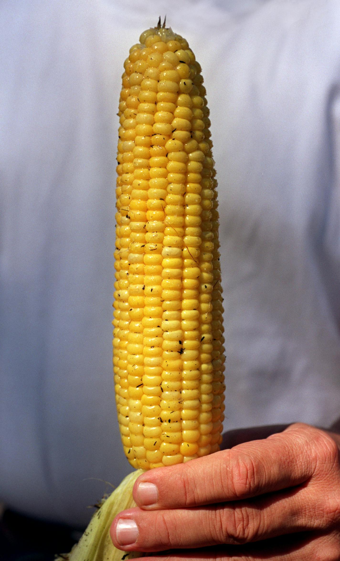 GENERAL INFORMATION: Food on a stick at the Minnesota State Fair. IN THIS PHOTO: Falcon Heights, Mn., Sat., Sept. 4, 1999--Roasted sweet corn sold for $2.00 last year at the Minnesota State Fair.