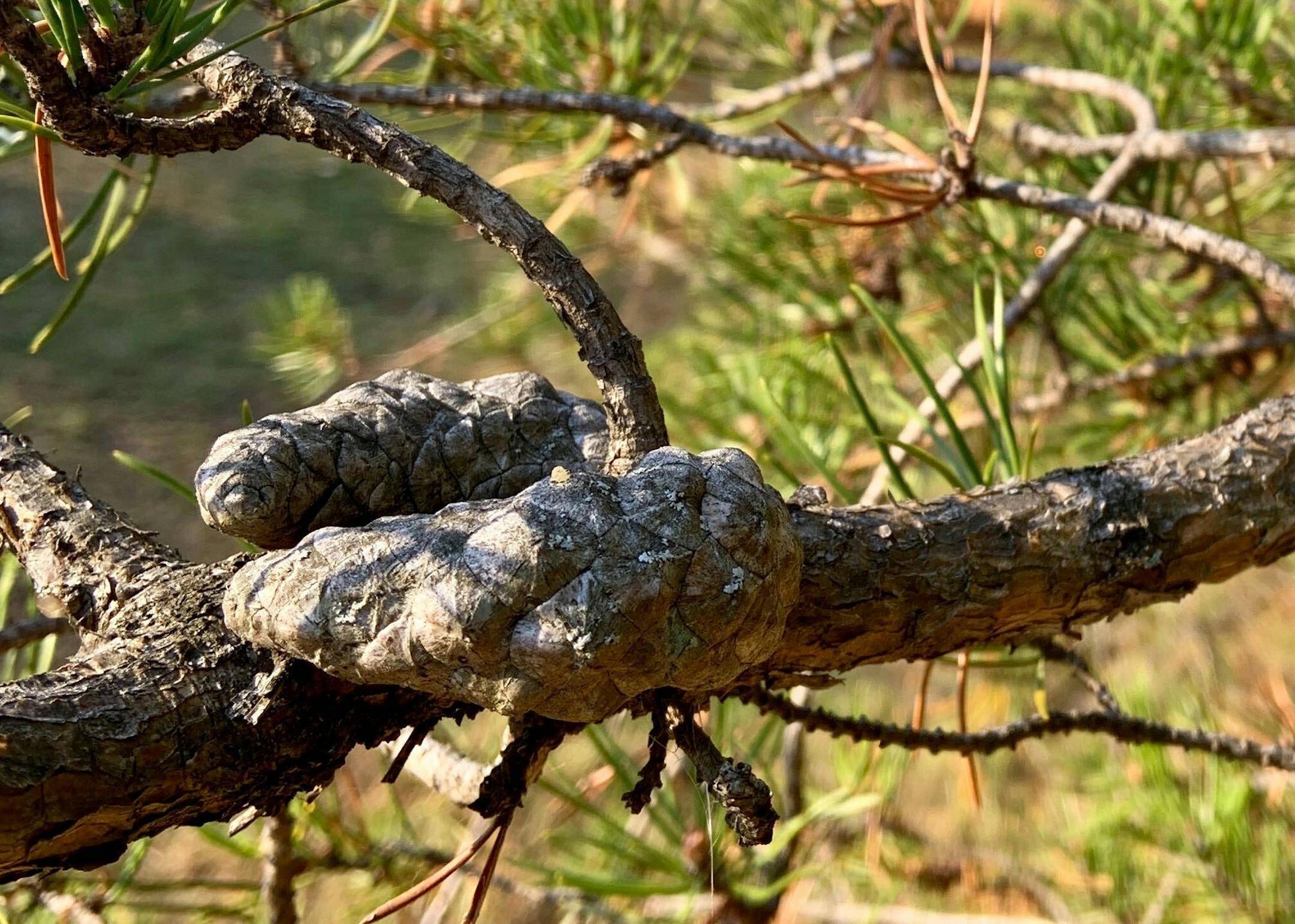 Jack pine cones