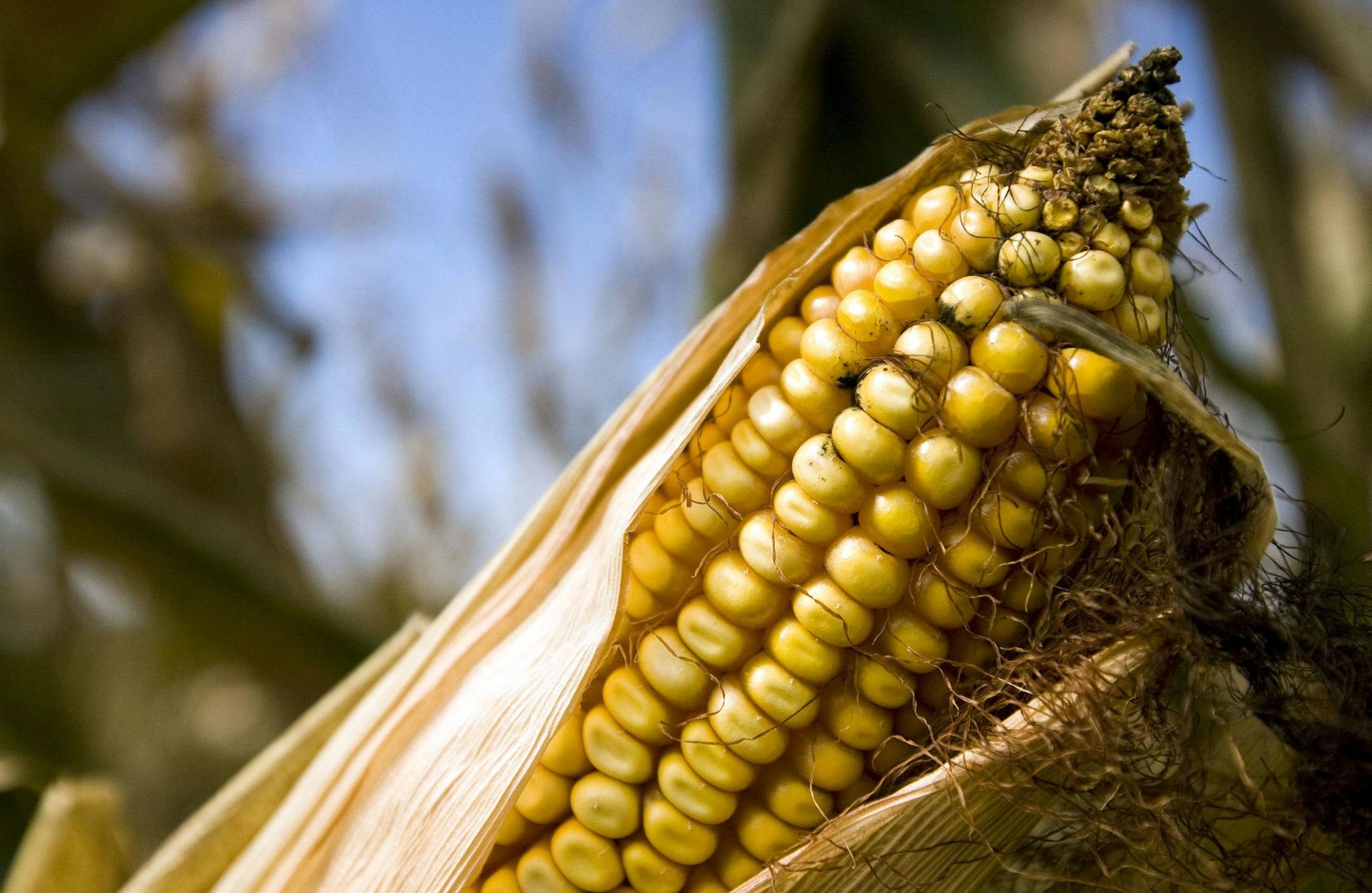 An ear of corn waits to be harvested at Billy Thiel's farm in Marshall, Missouri, U.S., on Wednesday, Sept. 8, 2010. U.S. ethanol production increased to 875,000 barrels a day last week, up 2.2 percent from the week before, according to the Energy Department. Photographer: Patrick Fallon/Bloomberg