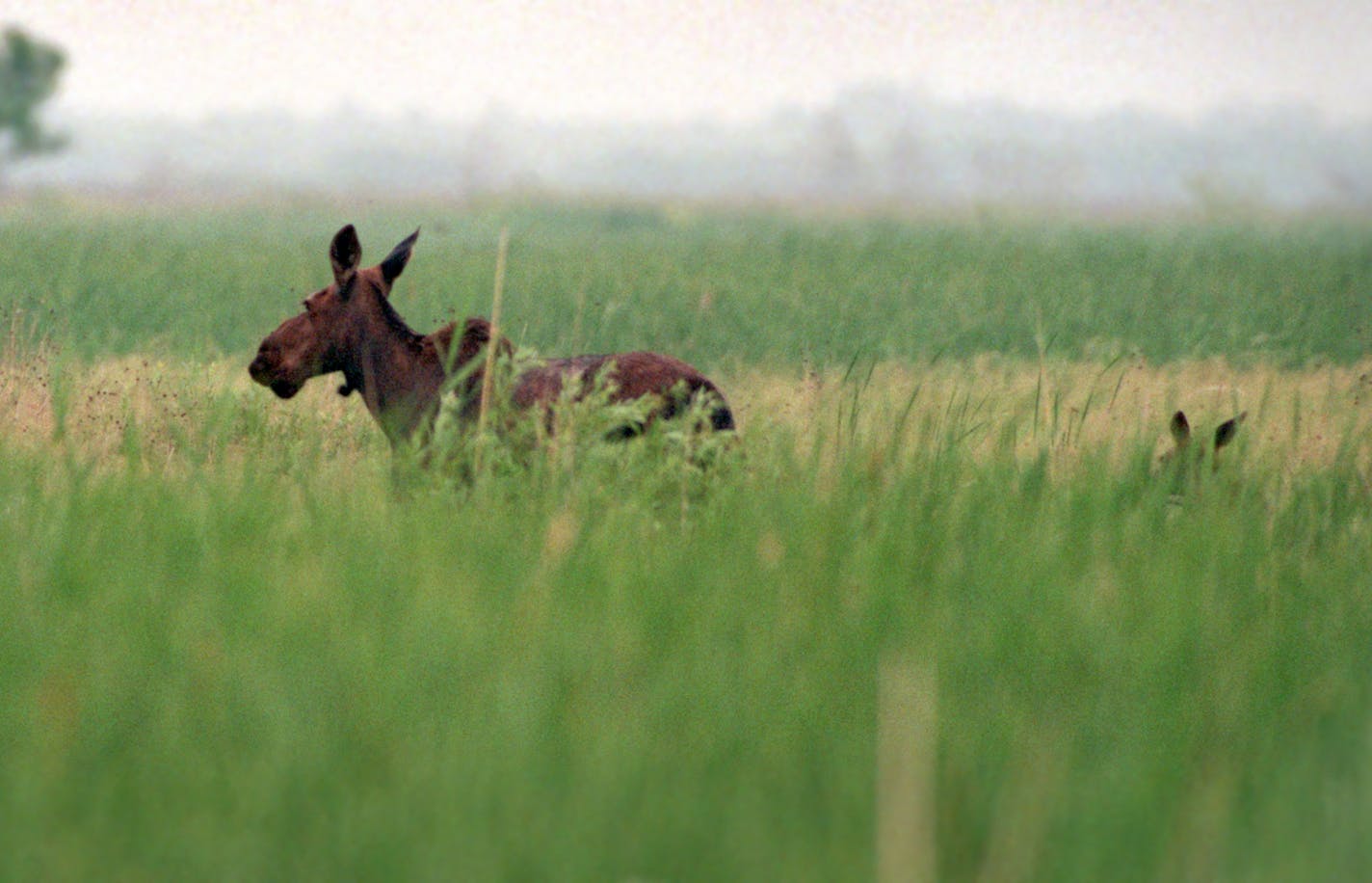 A cow moose runs through cattails at Agassiz National Wildlife Refuge. Following her is a calf, whose ears stick up just above the tips of cattails. In May, biologists at Agassiz have attached radio transmitters onto twelve calves in hopes of keeping track of the dwindling moose population at the refuge. Agassiz, traditionally known for their moose, has seen a decline in the moose population, dropping down to about 120 moose last winter, compared to more than 270 two years ago. ORG XMIT: MIN2013