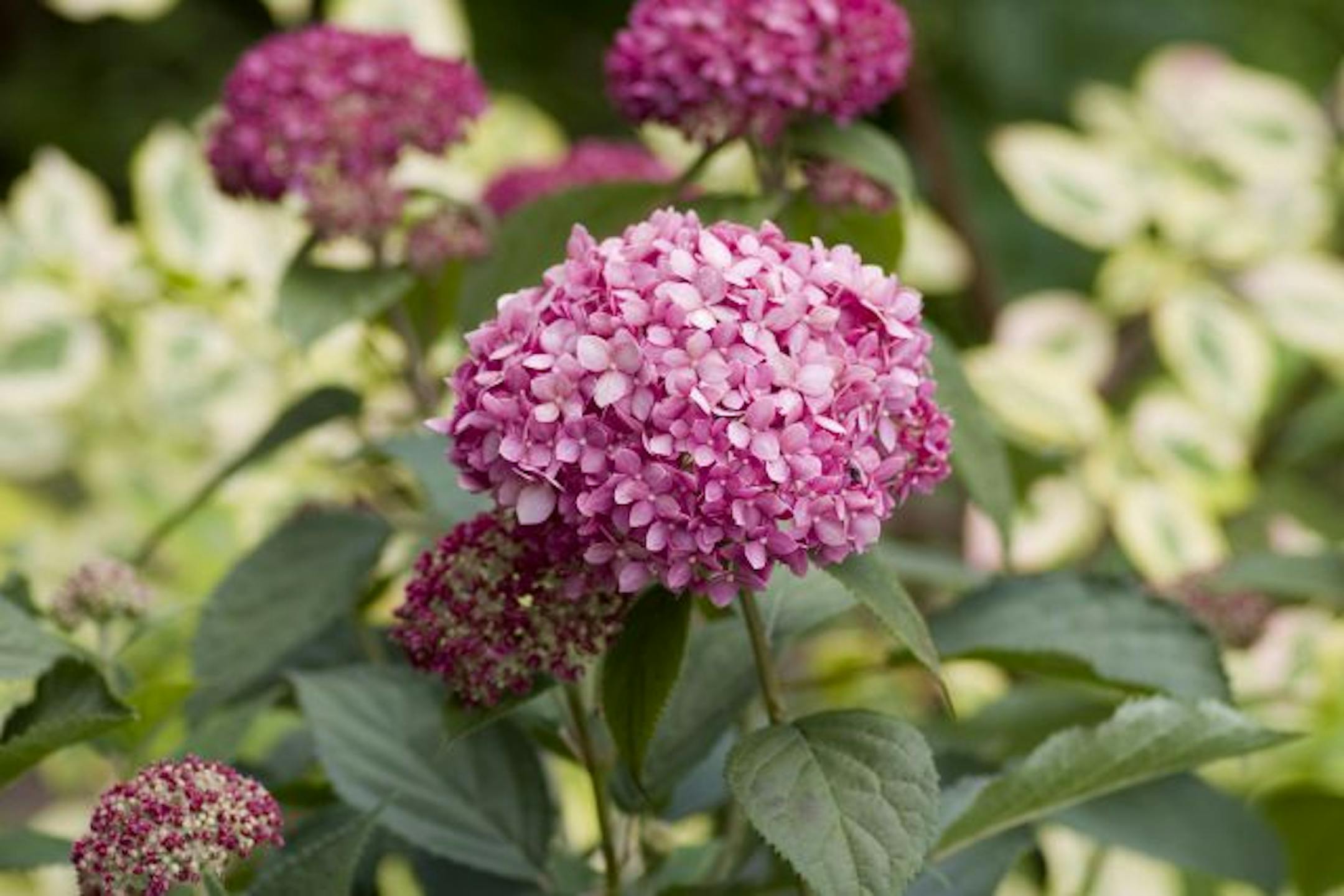 Invincibelle Spirit hydrangea