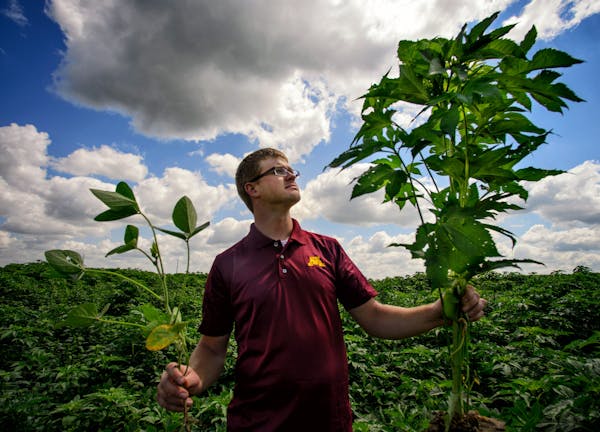 In a soybean field where giant ragweed grows uncontrolled it crowds out the soybeans. University of Minnesota graduate student Jared Goplen studies gi