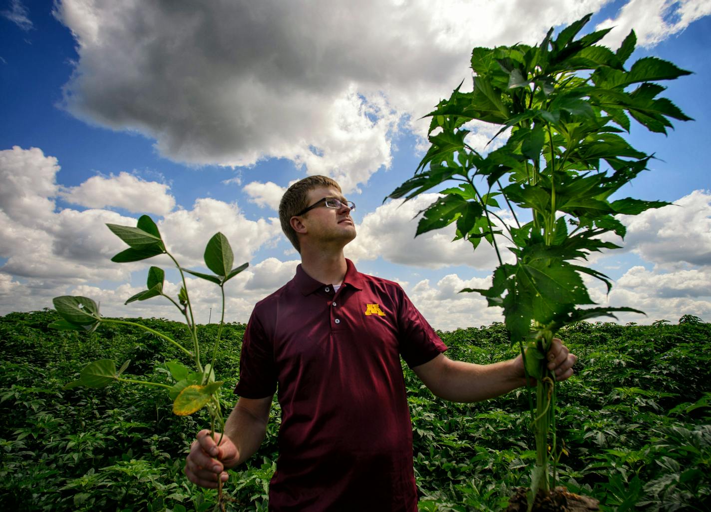 In a soybean field where giant ragweed grows uncontrolled it crowds out the soybeans. University of Minnesota graduate student Jared Goplen studies giant ragweed, a "superweed" that is resistant to commonly used herbicides. ] GLEN STUBBE * gstubbe@startribune.com July 21, 2014