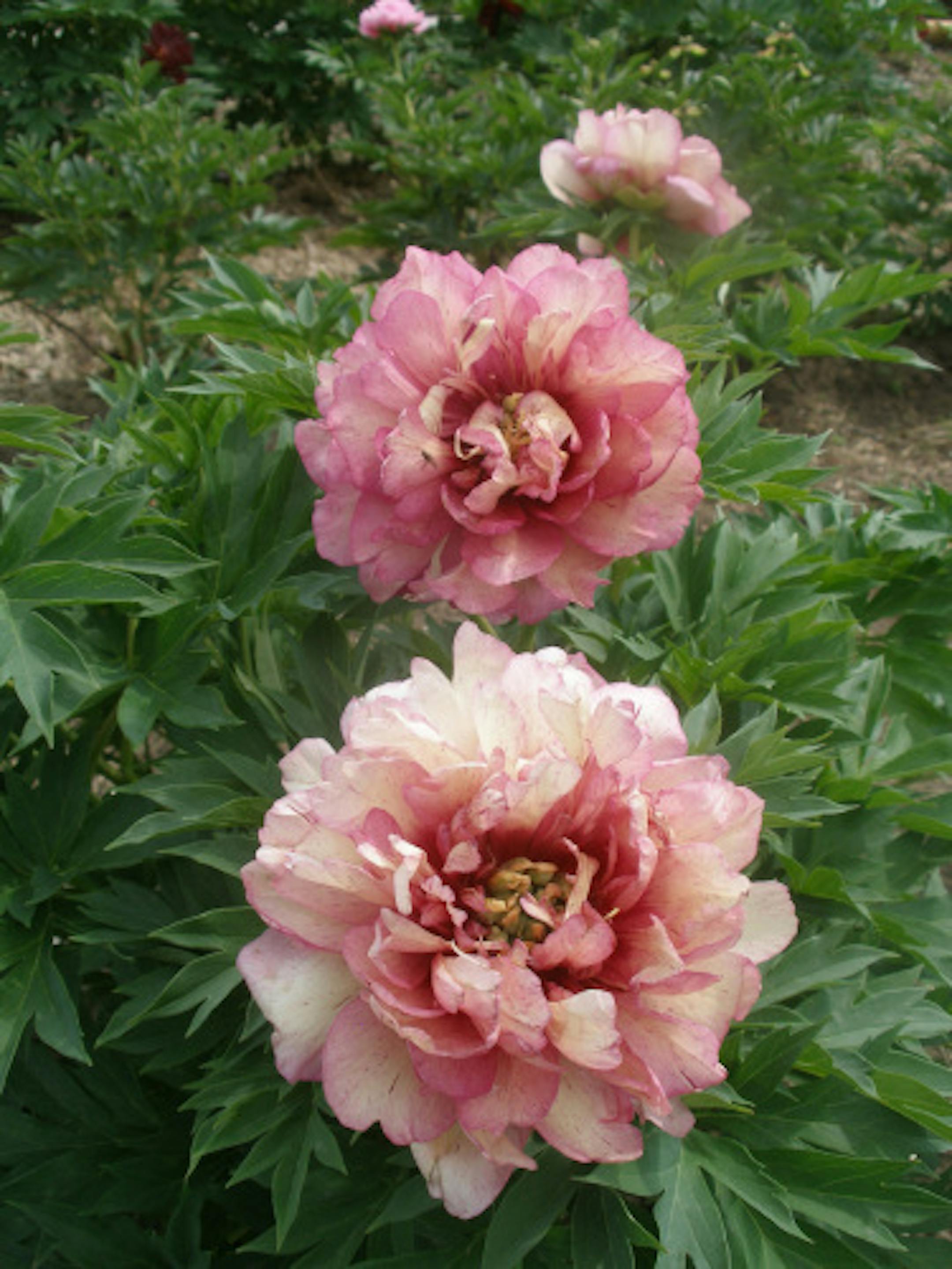 The Hillary peony changes colors throughout the bloom season.