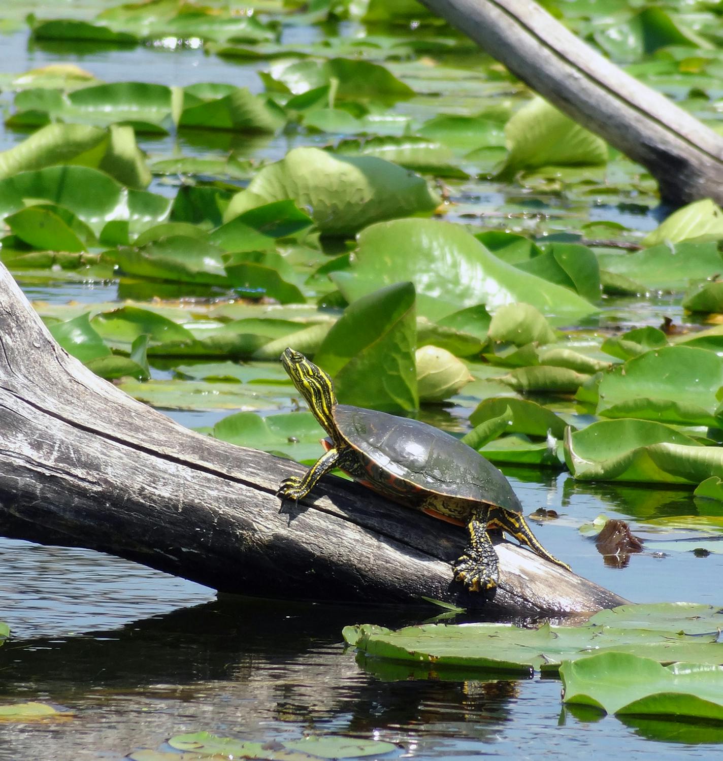 A painted turtle enjoying the sunshine at Minnesota Valley National Wildlife Refuge! Photo by Sarah McNamara/USFWS