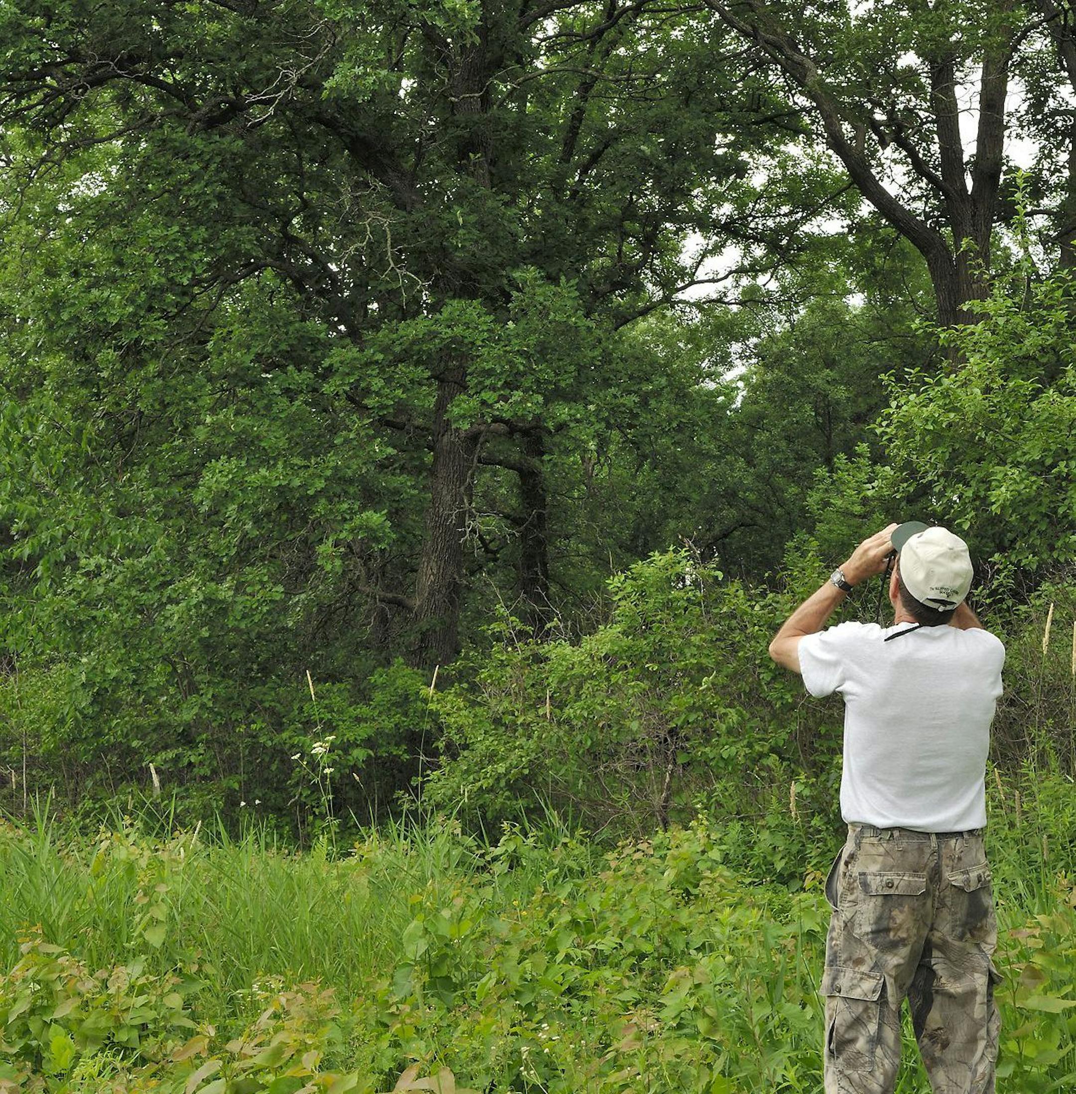 Acorns are an important source of food for deer. During summer scouting, use binoculars to find oak stands with an abundance of acorns. When the nuts drop, the deer will be there.