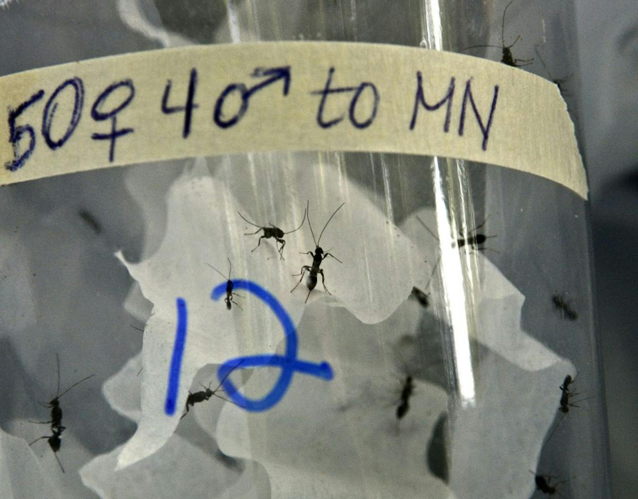 About 2,500 of the stingless Chinese wasps were let loose Wednesday in St. Paul's Langford Park to prey on the emerald ash borer. The wasps were introduced by the Minnesota Department of Agriculture. This is a detail of the wasps in a container before the release, they are very small, about the size gnat.