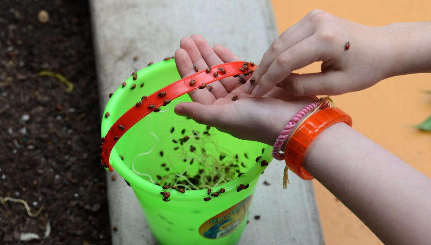 Ladybugs were released throughout Nickelodeon Universe at the Mall of America on Earth Day in 2013.