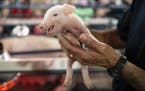 A newborn piglet is held just hours after birth in the CHS Miracle of Birth Center. ] LEILA NAVIDI • leila.navidi@startribune.com BACKGROUND INFORMA