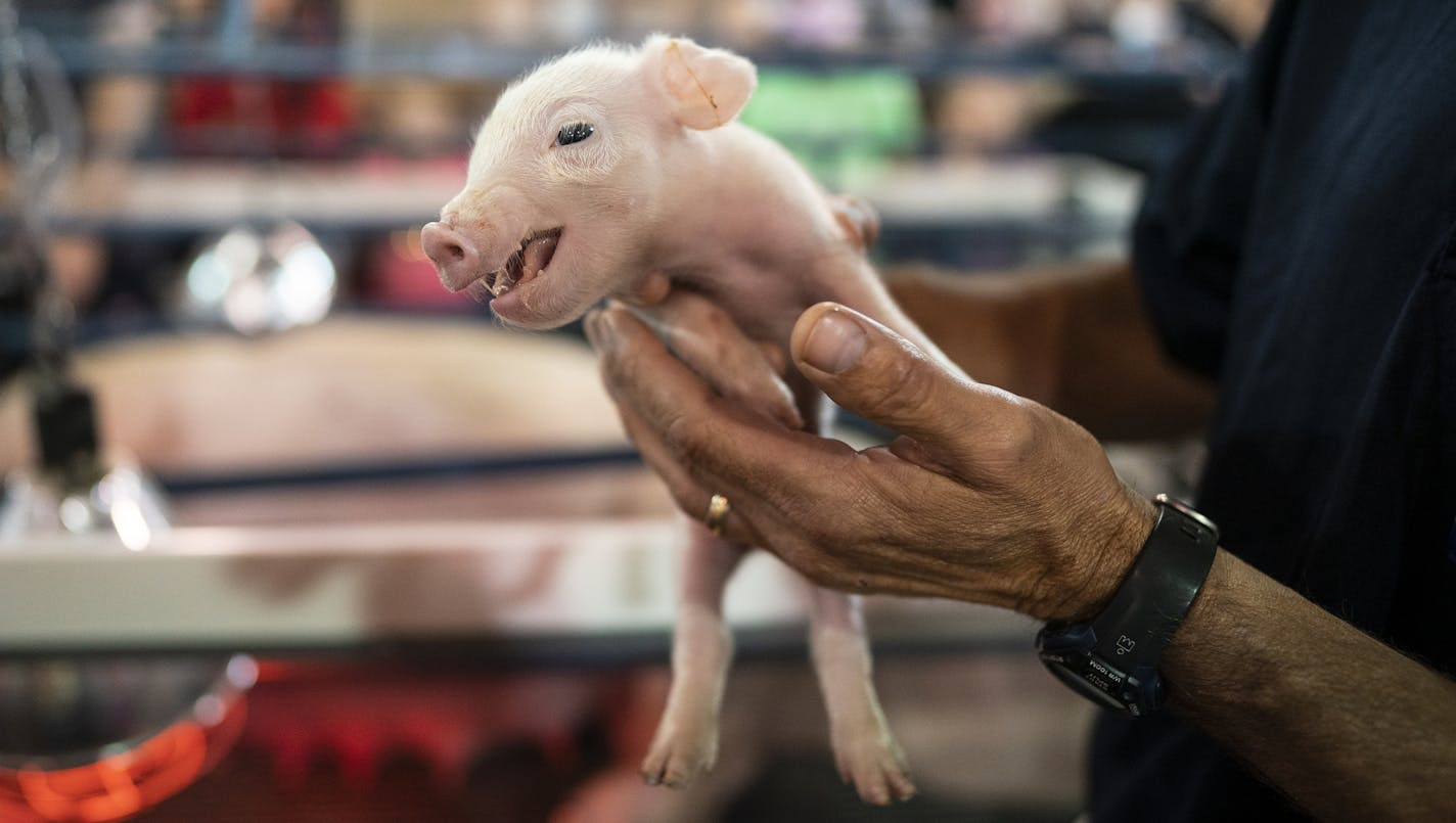 A newborn piglet is held just hours after birth in the CHS Miracle of Birth Center. ] LEILA NAVIDI • leila.navidi@startribune.com BACKGROUND INFORMATION: Babies at the Minnesota State Fair in Falcon Heights on Friday, August 23, 2019.