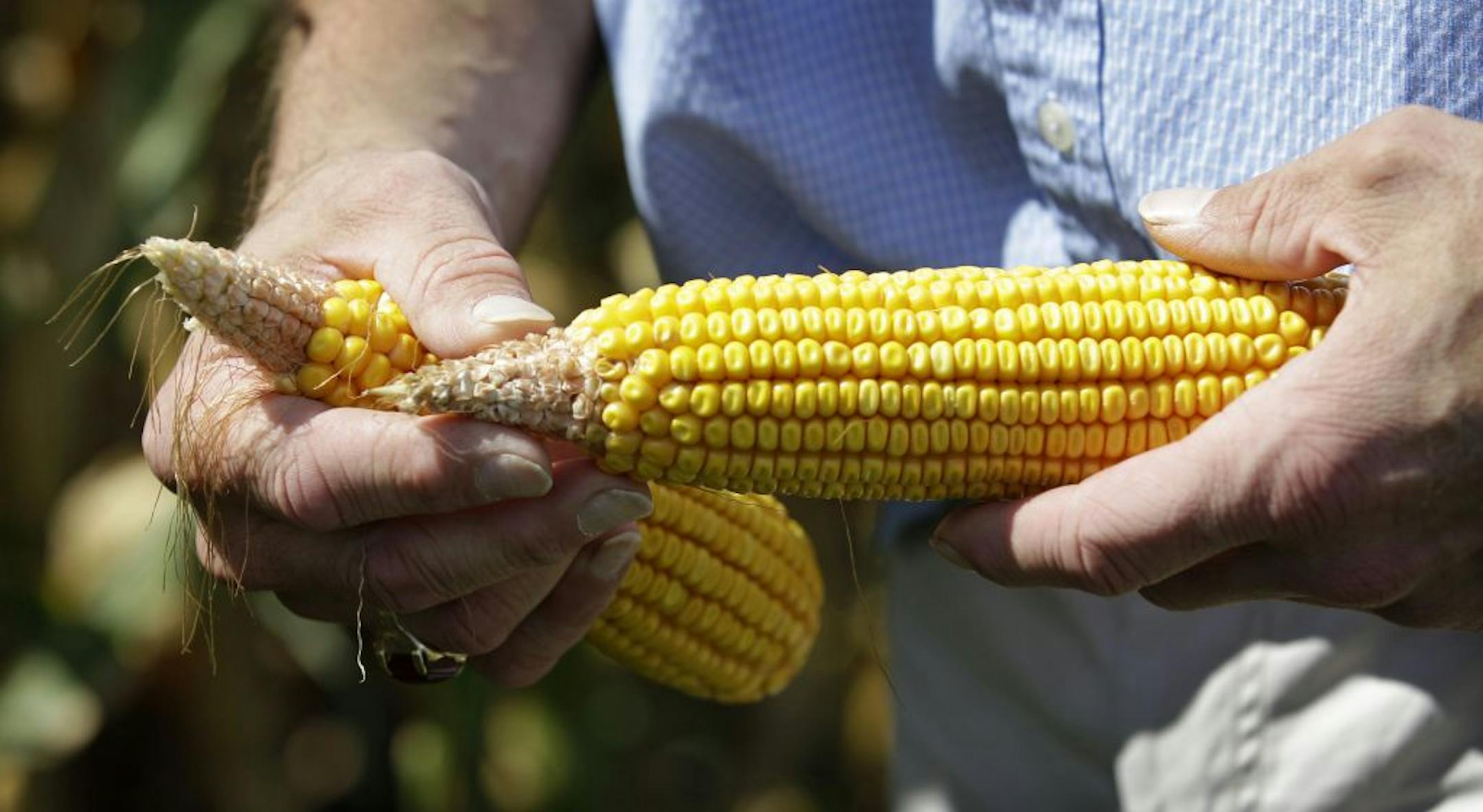 Tom Albaugh held a drought-impacted ear of corn Aug. 20 in a field on his farm near Ankeny, Iowa.