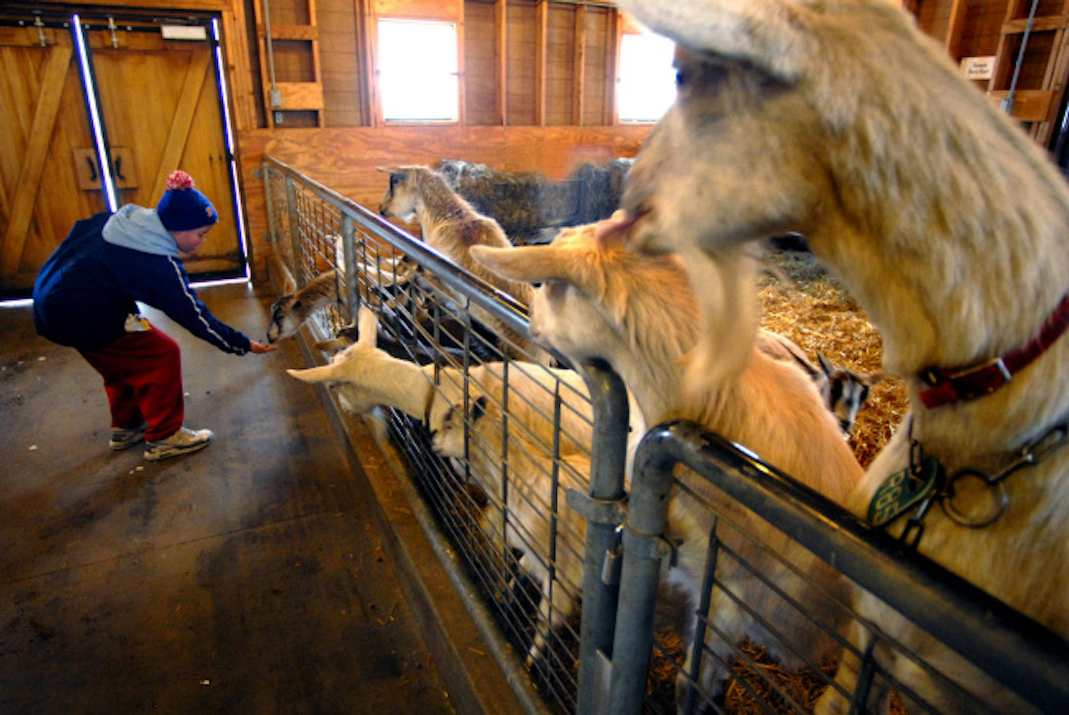 Trevor James, 13, had a handful of food that attracted a lot of attention from the pygmy goats at the Minnesota Zoo.