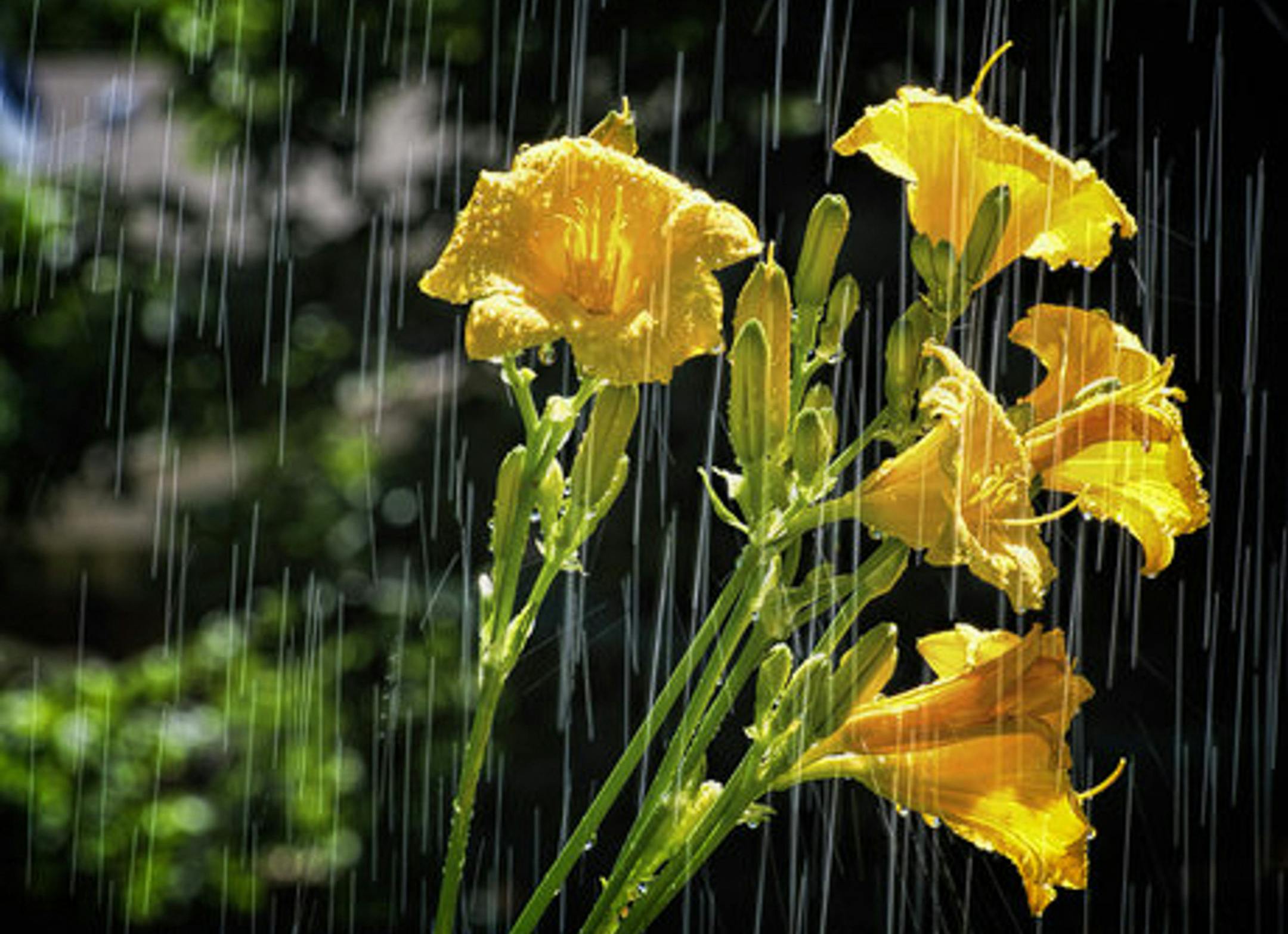 Raindrops keep falling on the flowers
Mick Richards, Burnsville