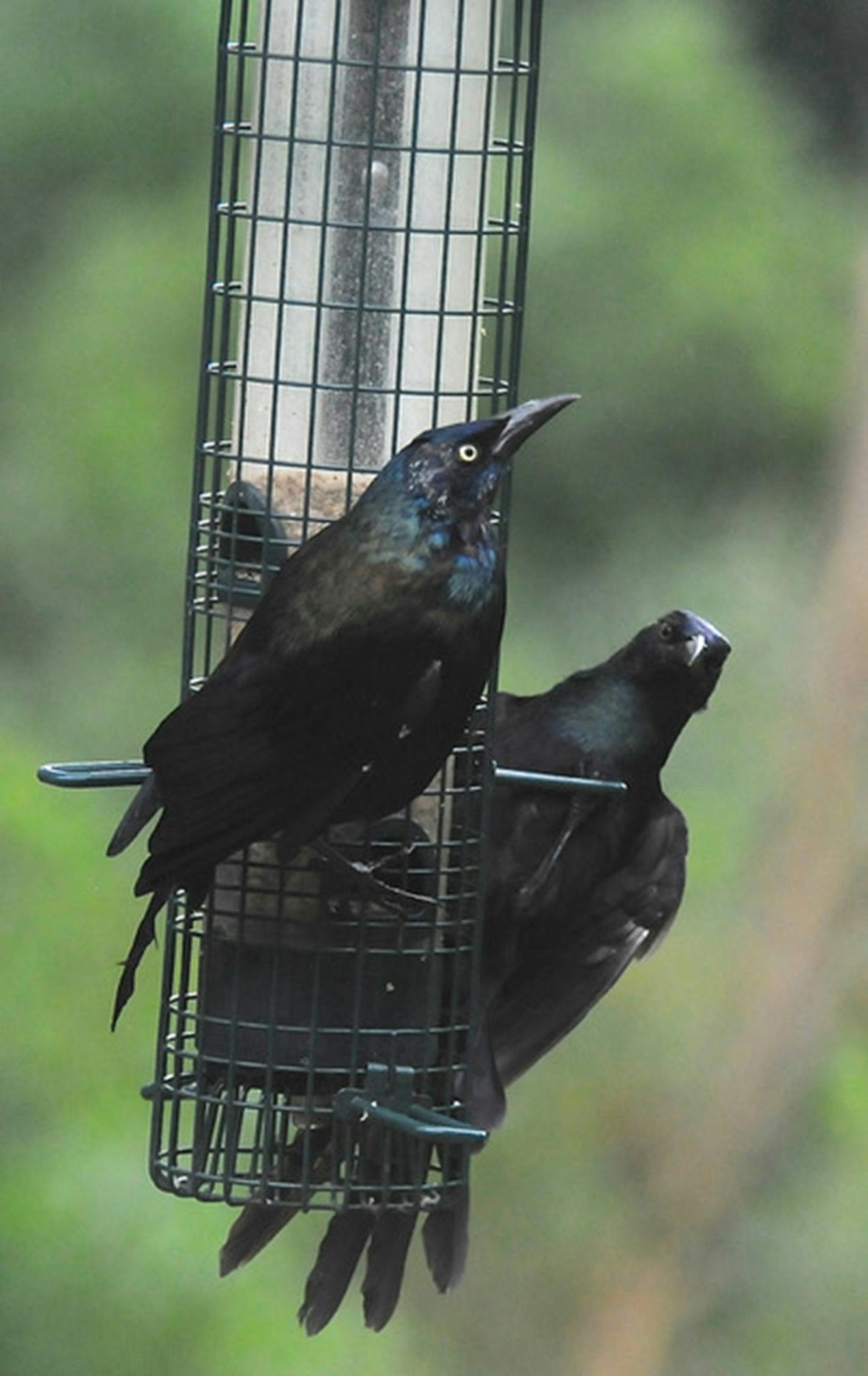 Two grackles perch on the edge of a wire feeder.