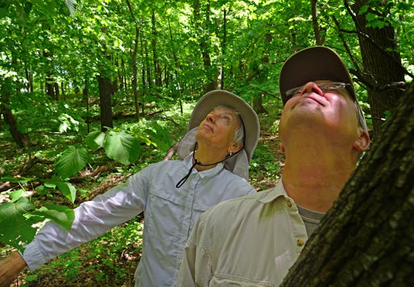 Ex-DNR executives Ellen Fuge and Bob Djupstrom toured Townsend Woods, a Scientific and Natural Area near Faribault, Minn.