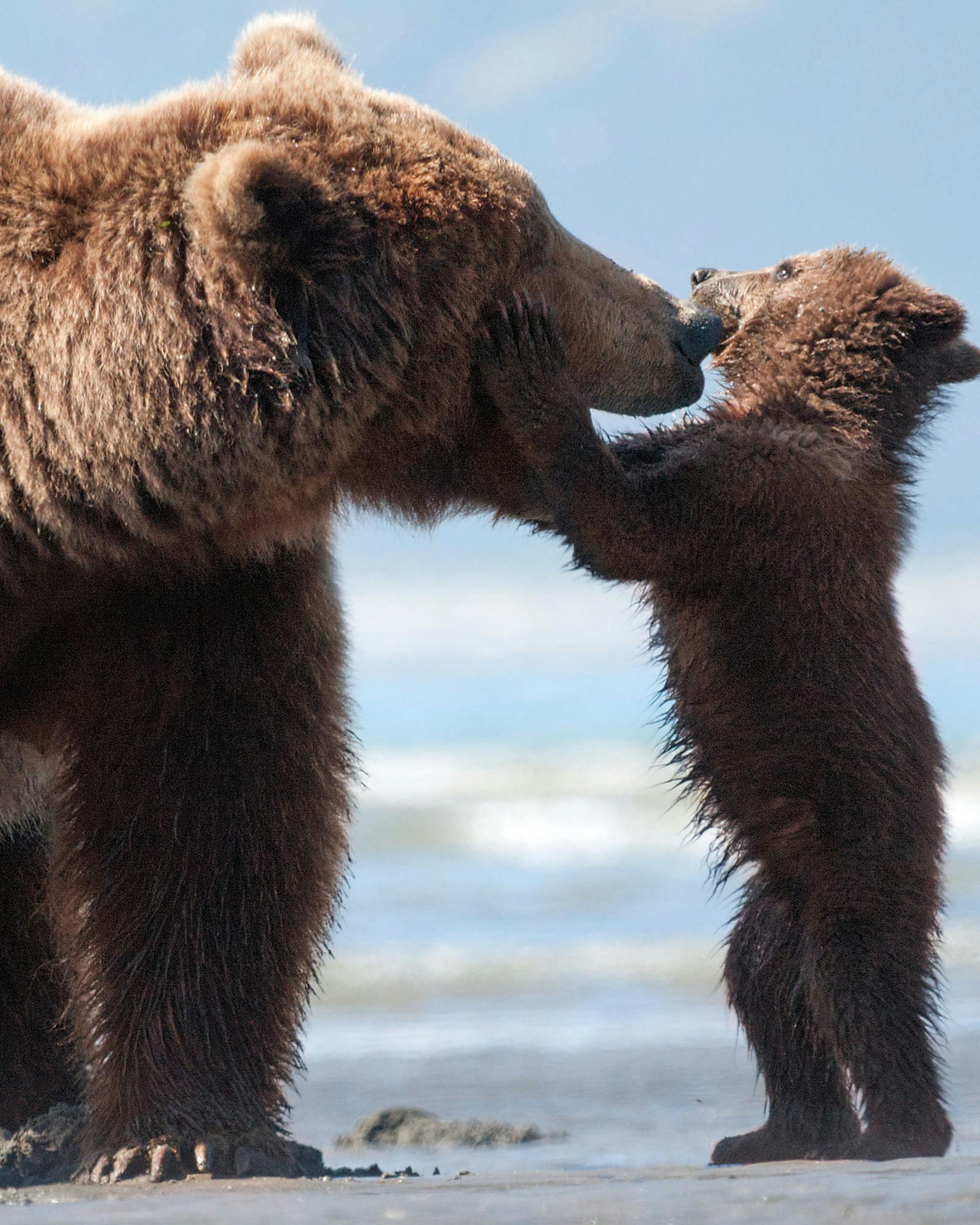 This image released by Disney shows an adult bear named Sky and a cub named Scout in a scene from "Bears." (AP Photo/Disney, Adam Chapman)
