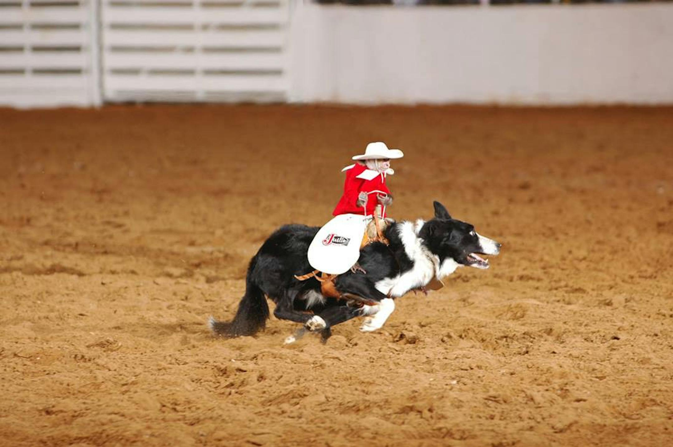 Whiplash the Cowboy Monkey performs in 2013.