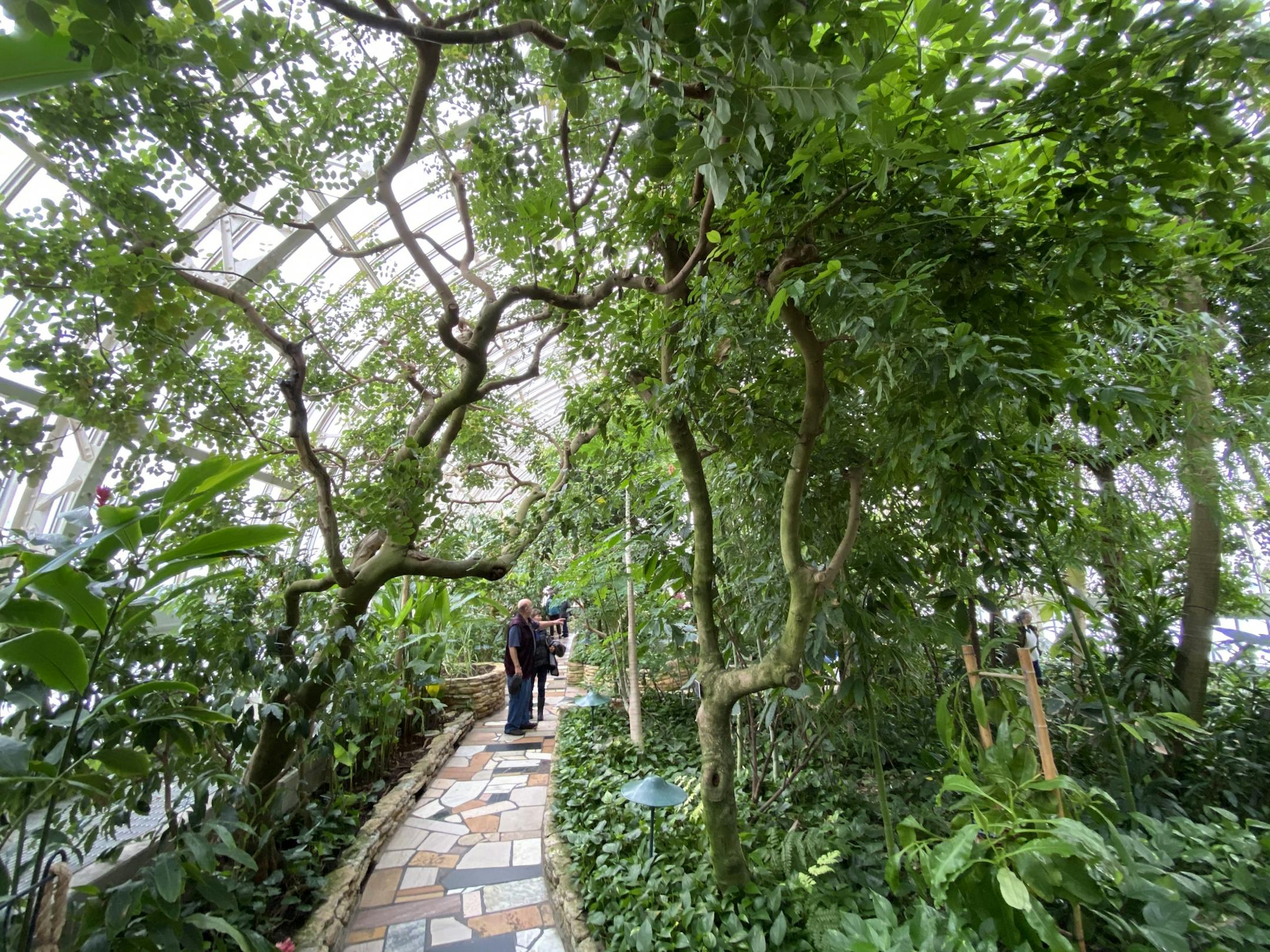 Yes It's official, it was the cloudiest January on record. We've lived through the lowest amount of sunshine since records began in 1963. For those looking for some relief from all those gray days, a trip to the Marjorie McNeely Conservatory at Como Park was some positive relief. brian.peterson@startribune.com St. Paul, MN Friday, January 31, 2020