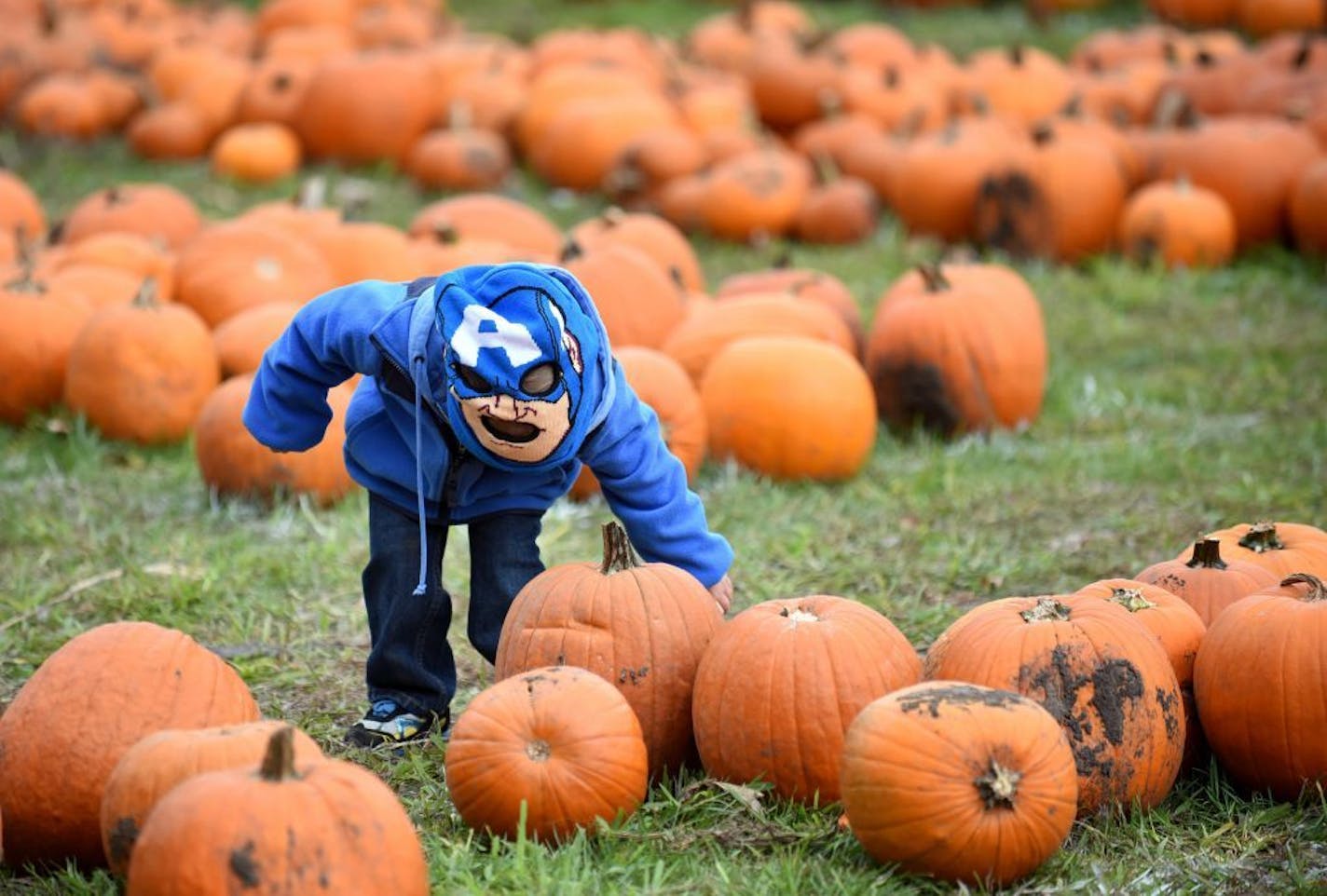 Christopher Markus, 3, of South Elgin, Ill., picks out a pumpkin at the Pumpkin Patch & Fall Festival in South Elgin, Ill., Saturday, Oct. 3, 2015. His family comes to the event every year.