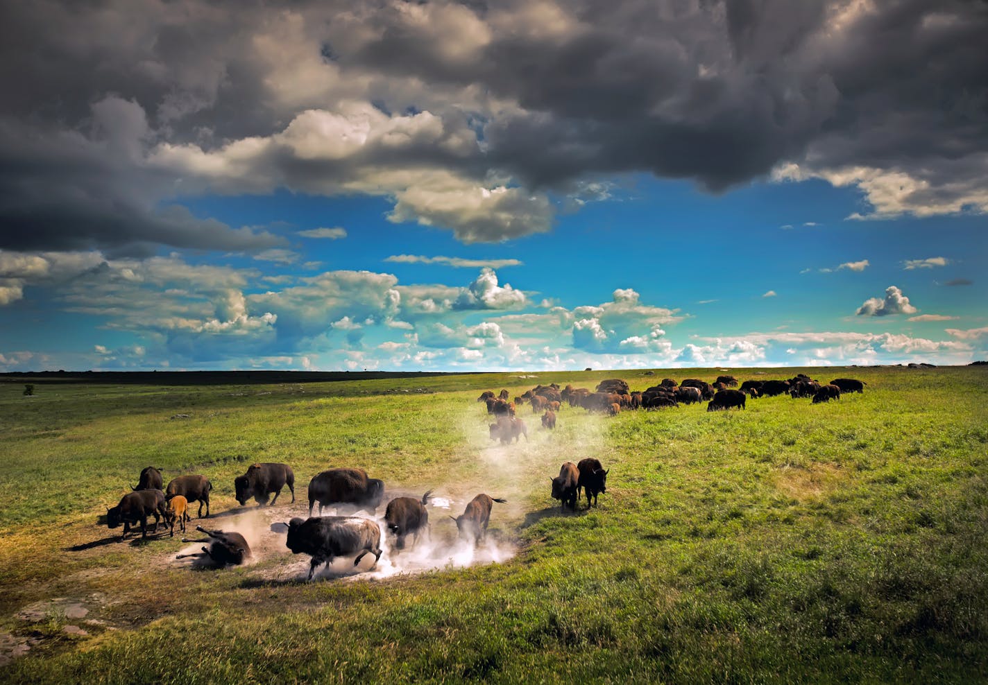 The bison at Blue Mounds State Park wallow in a dust bowl to keep cool and rid themselves of pesky bugs during the hot summer months, one of the images from "Minnesota State of Wonders."