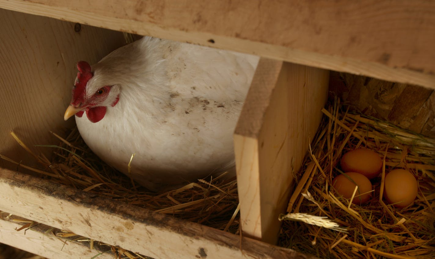 joel koyama&#xac;&#x2022;jkoyama@startribune.com chicken0123 20010876a] &#x221a;&#xe4; The chickens lay eggs in a separate room on the north side of the coop which is also the warmest area in the coop. Although it was about 10 degrees outside, inside it was around 50 degrees which keeps the chickens warm during the day and night. How cold does it have to get before cage-free chickens freeze to death? In Northfield, Reginaldo Haslett-Marroquin&#x221a;&#xef;s 103 Heritage hens and four roosters ar