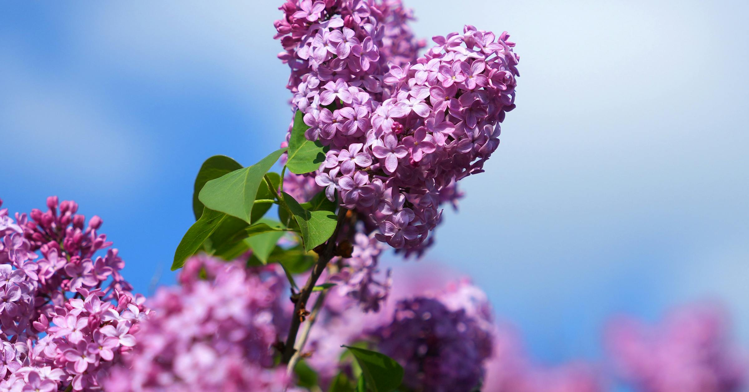 From lilacs to nettles, there's a buffet living in Minnesota's woods