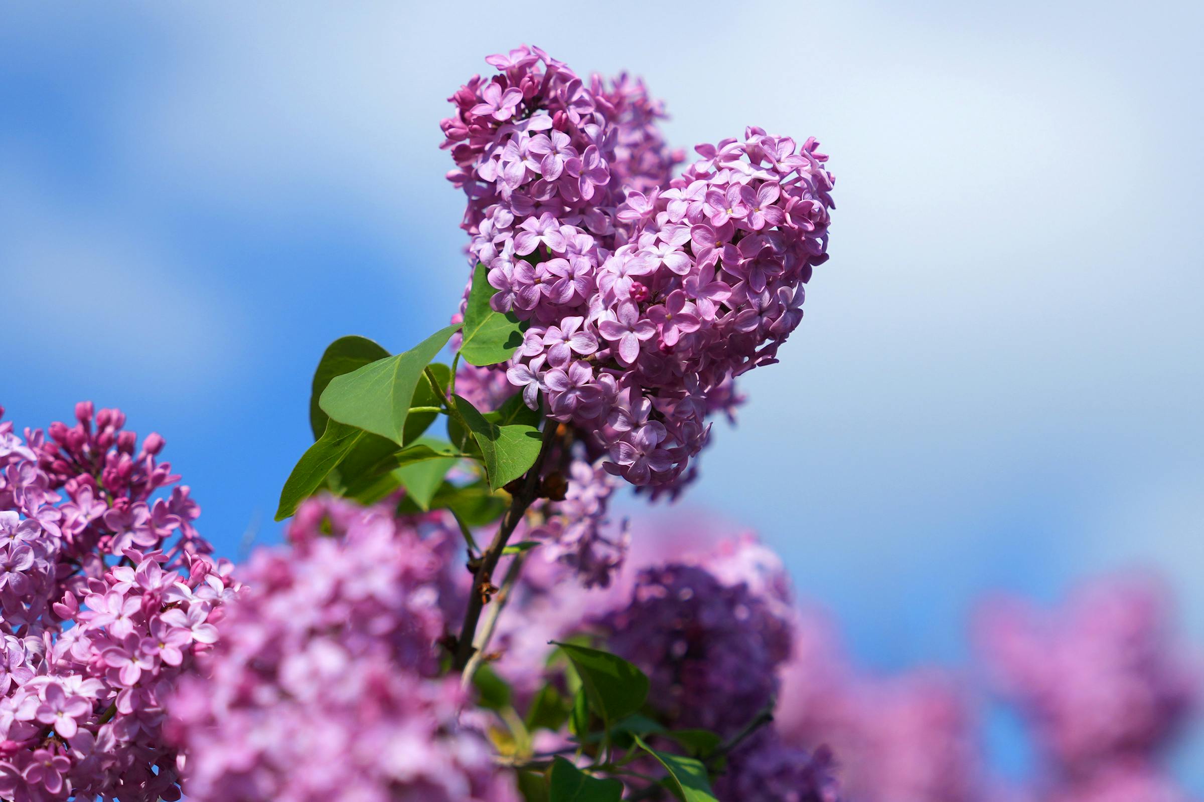 https://arc.stimg.co/startribunemedia/HDTBTEJHQBGHXE2JVUHHPJIUGU.jpg?&w=1200&ar=1.91:1&fit=crop