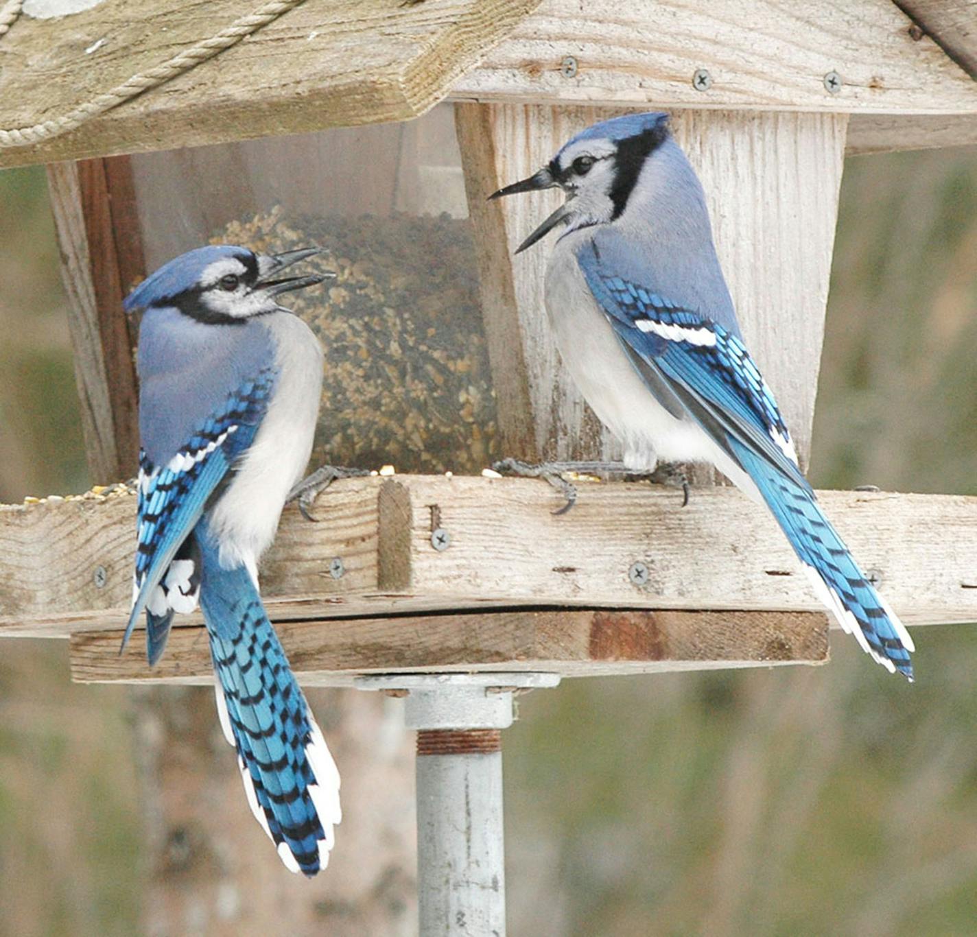 Two blue jays are perched on the tray of a feeder filled with seed, one with its beak wide open as it faces the other.