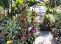 Beat the winter blues by visiting the Meyer-Deats Conservatory at the Minnesota Landscape Arboretum. It's free admission on Wednesdays in March.