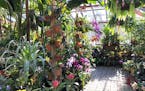 Beat the winter blues by visiting the Meyer-Deats Conservatory at the Minnesota Landscape Arboretum. It's free admission on Wednesdays in March.