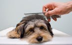 Man's hand combing dog's hair