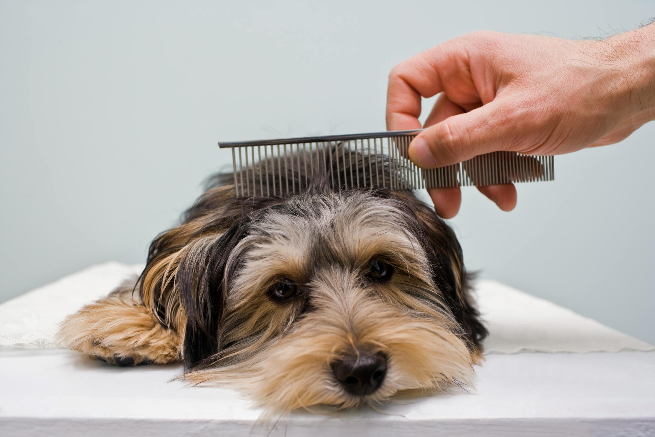 Man's hand combing dog's hair