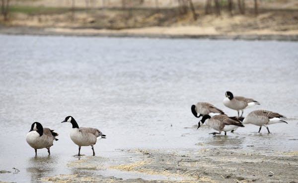 Canada geese could be seen near heavy machinery at was once a former sewage pond in Long Lake. ] CARLOS GONZALEZ cgonzalez@startribune.com, April 21, 