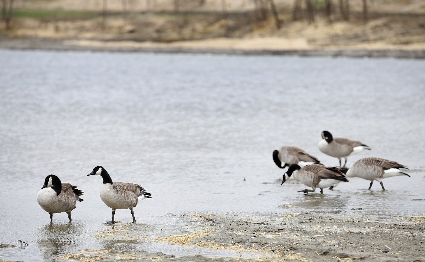 Canada geese could be seen near heavy machinery at was once a former sewage pond in Long Lake. ] CARLOS GONZALEZ cgonzalez@startribune.com, April 21, 2015, Long Lake, MN, A former sewage pond that brought pollution into Tanager Lake and Lake Minnetonka for years is now being rescued, turned back into a wetland. It's part of restoration work done by the Minnehaha Creek Watershed District along with the City of Long Lake and the Metropolitan Council, restoring the pond and creating a new stream fo