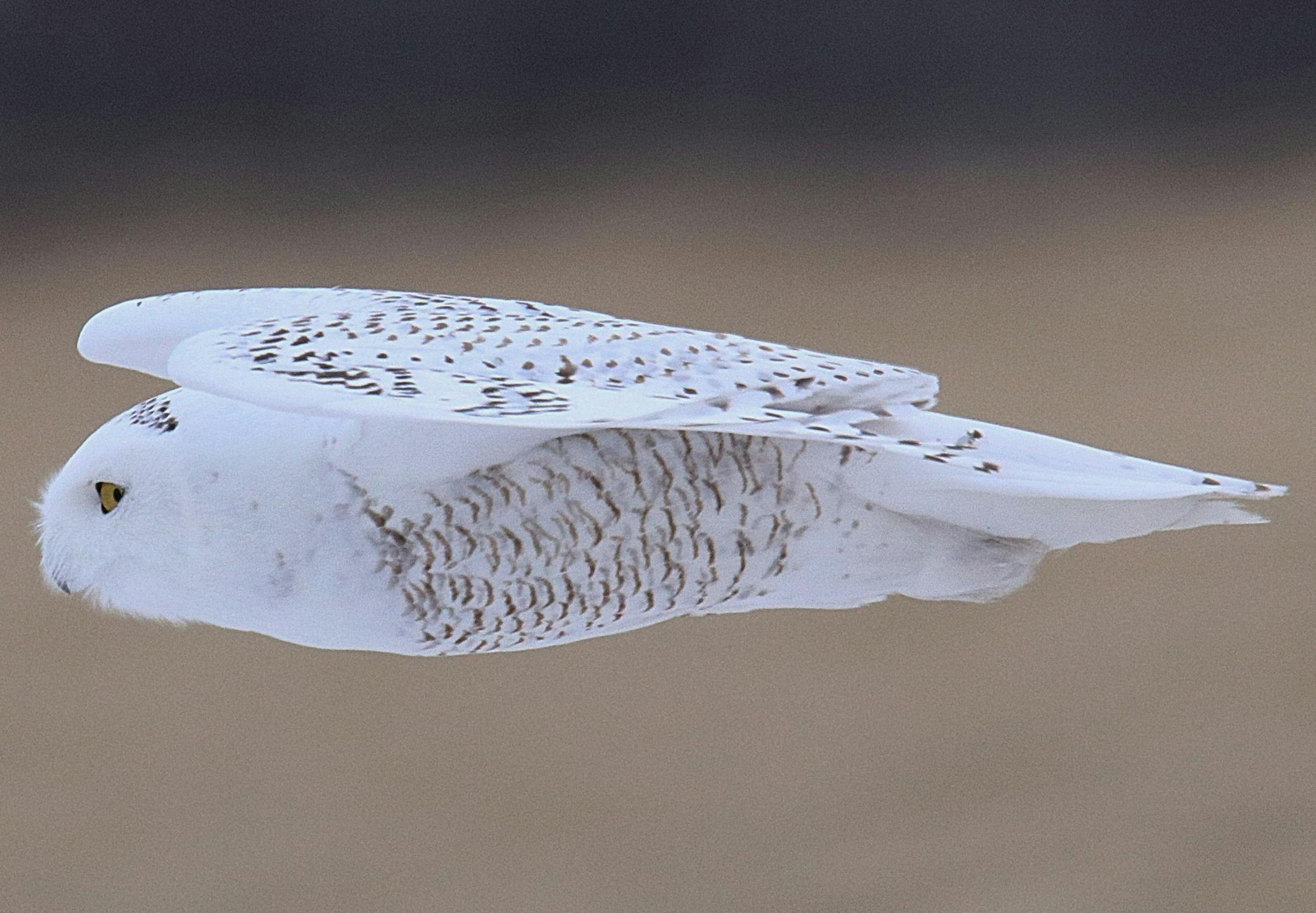 Chuck Kartak, North Branch, Minnesota 55056 Cell phone 651-728-3098
Photo was taken in rural Pine County of a snowy owl down from the arctic. They usually come this far south when their lemming food supply is short.
Equipment used was a Canon 80D that I had recently received as a Christmas present from my wife and kids. It was outfitted with a Tamron 150-600 mm lens. A friend contacted me that a snowy owl had been seen in rural Pine County, a couple miles from their house. I drove up to the gene