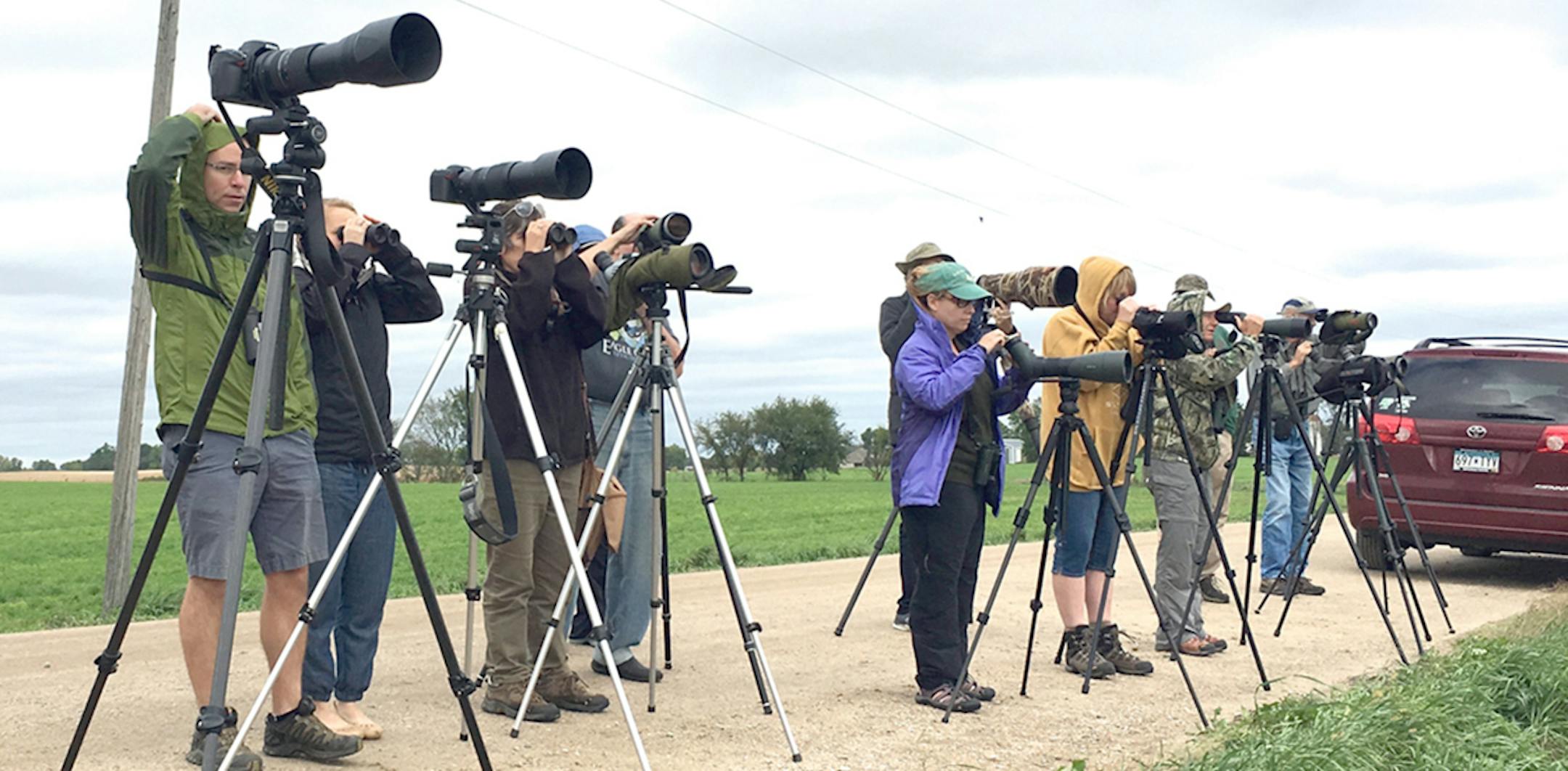 Birders lined a road in western Carver County, keeping a sharp watch for the sharp-tailed sandpiper.
credit: Jim Williams, special to the Star Tribune