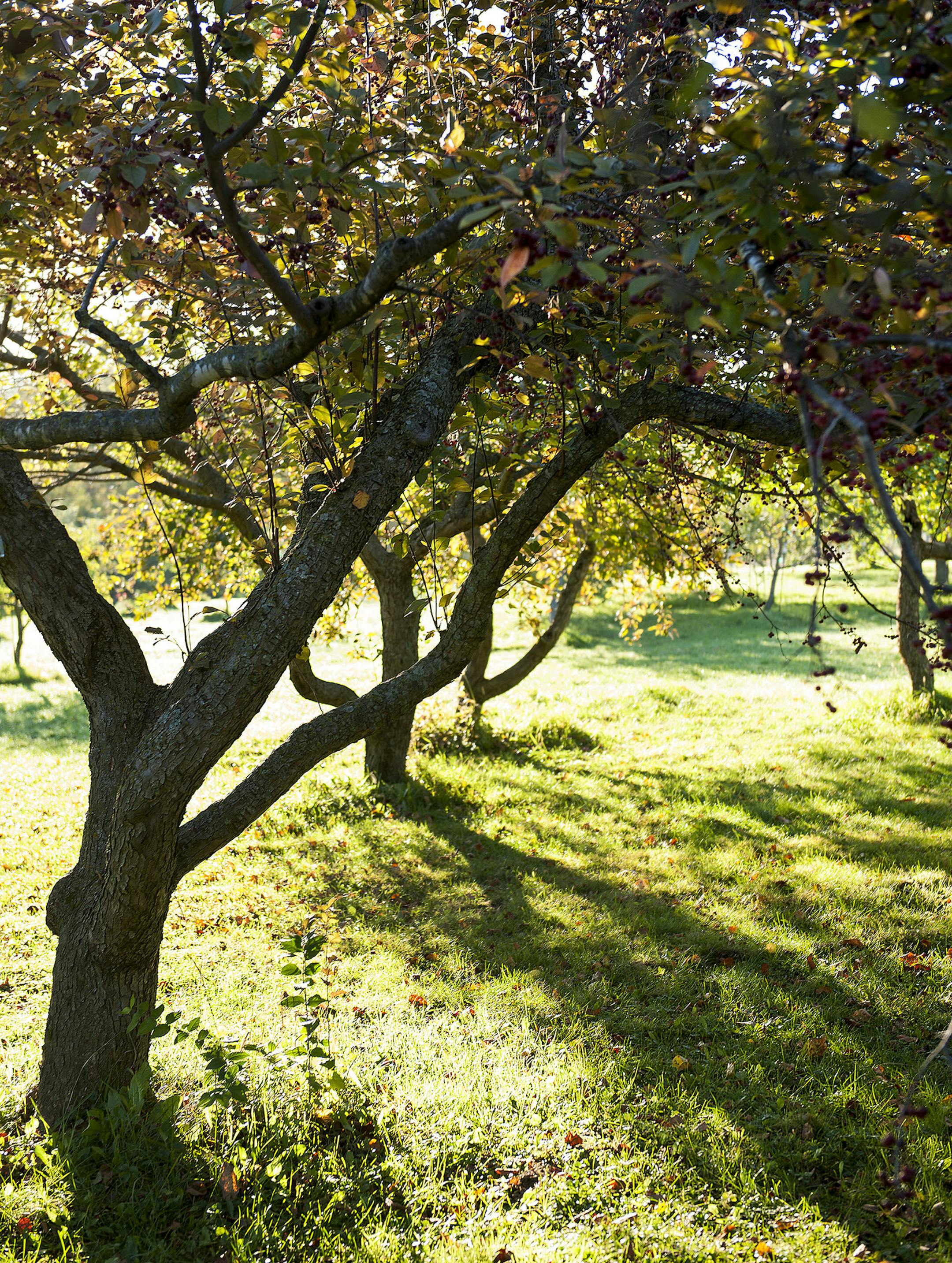The Seed Savers Exchange Historic Orchard, which is managed by Dan Bussey, author of "The Illustrated History of Apples in North America," in Decorah, Iowa, Oct. 7, 2014. The manuscript documents all 17,000 apple varieties known to have grown between the years 1623 and 2000, an amazing number, but many of which will likely never exist again. (Robert Rausch/The New York Times) ORG XMIT: XNYT20