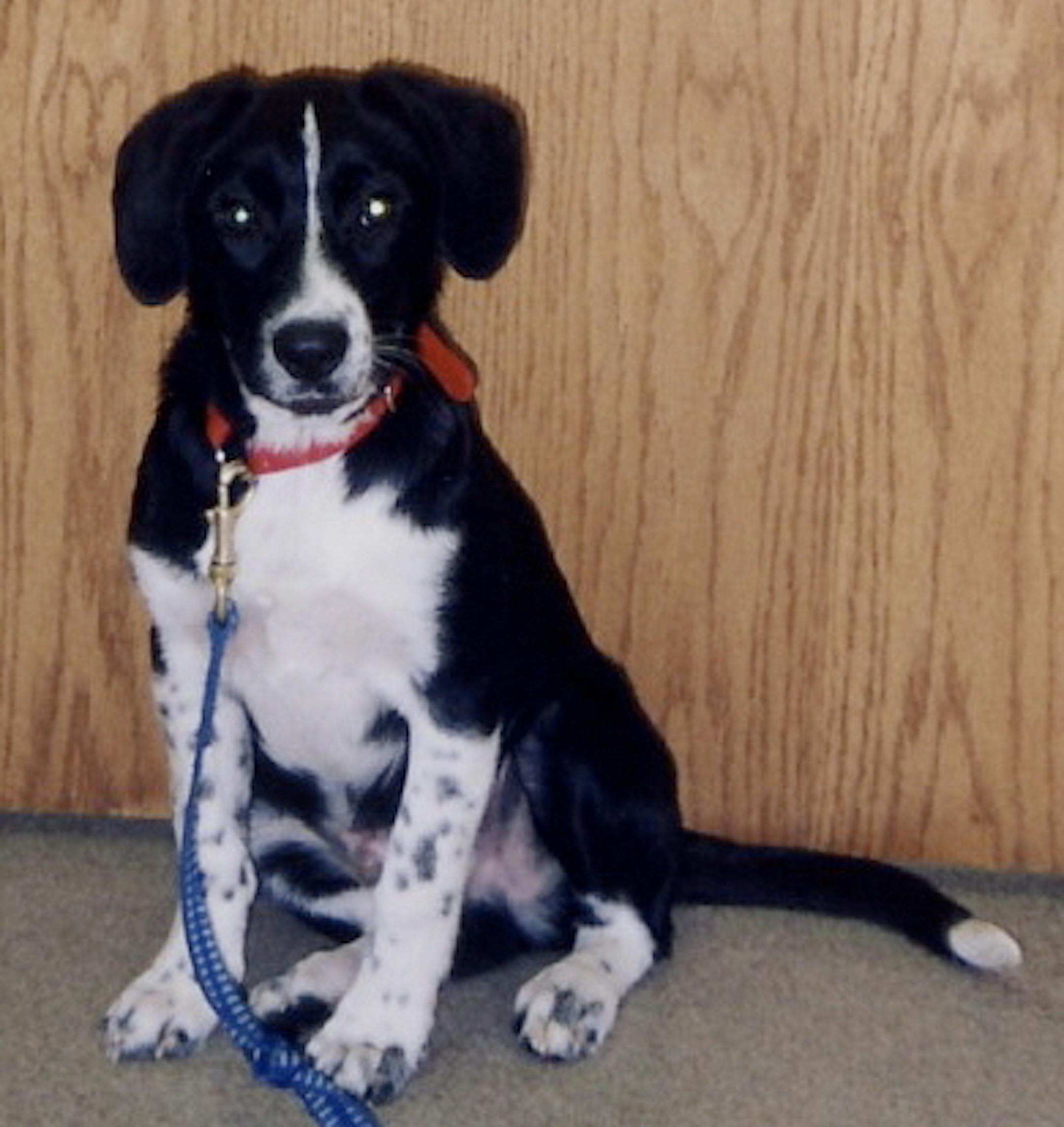 In the humane society playroom, Riley was standoffish, not playful.