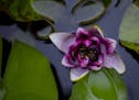 A water lily floats on the surface of the water in the small stone pond in the backyard. ] ALEX KORMANN &#xa5; alex.kormann@startribune.com Jay Peters