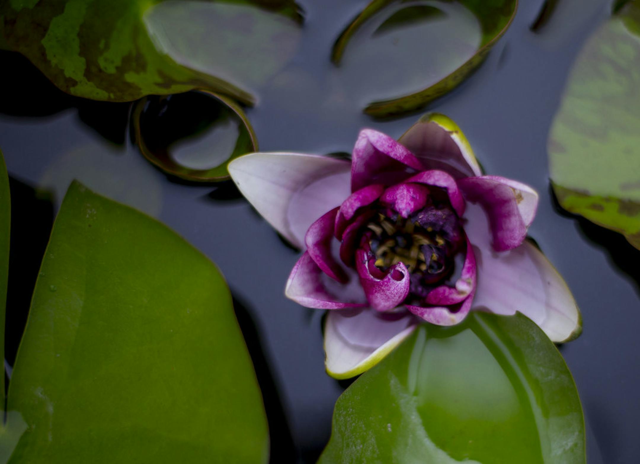 A water lily floats on the surface of the water in the small stone pond in the backyard. ] ALEX KORMANN ¥ alex.kormann@startribune.com Jay Peterson and Tom Hayden were declared one of the winners of the Beautiful Gardens contest for their stunning and extensive garden. The pair bought the house 1989 and the garden has slowly evolved since then. They boast that every addition was done completely by themselves with no outside help from a contractor. The garden features a frog and fish filled