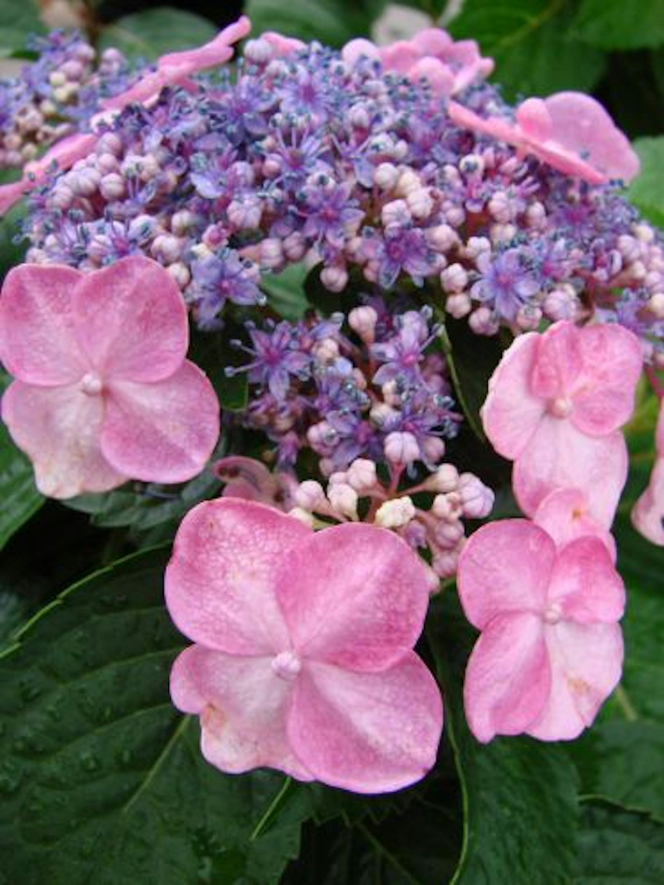 Bigleaf Hydrangea