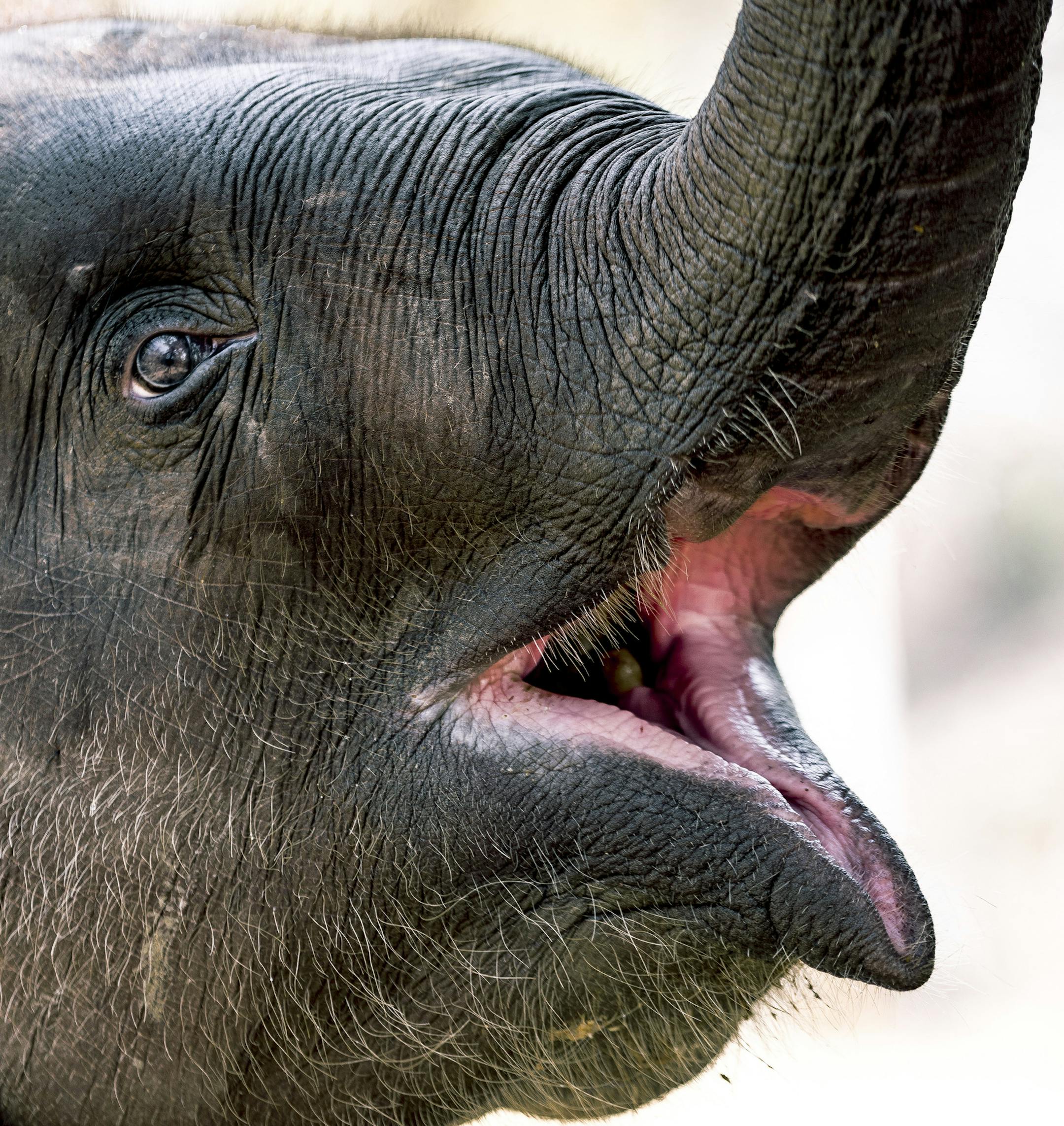 A young elephant at Patara Elephant Farm, which has met the standards for humane treatment set by a new evaluator, outside Chiang Mai, Thailand, March 2018. Interacting with the animals is one of the country’s major tourism draws, and a new organization is trying to make it more humane. (David Rama Terrazas Morales/The New York Times)