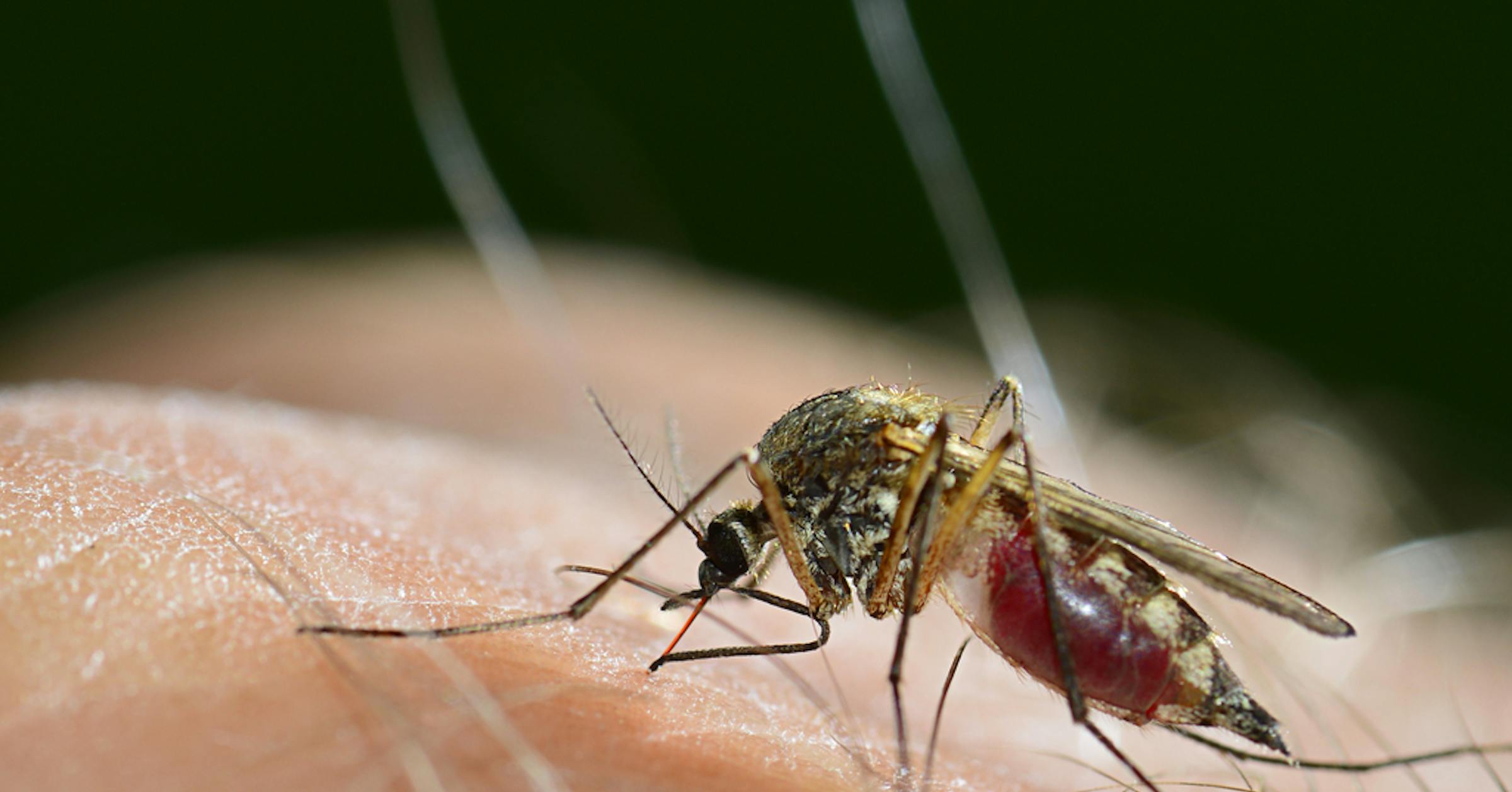 Mosquitos carrying West Nile virus found in three Twin Cities counties - Star Tribune