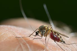 While mosquitoes can spread some diseases, most notably malaria, experts say COVID-19 is not among them.