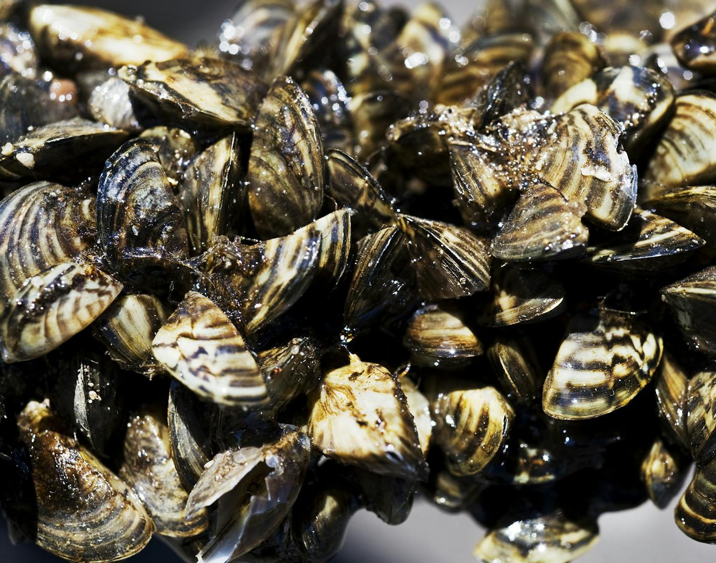 DAVID BREWSTER &#x201a;&#xc4;&#xa2; dbrewster@startribune.com Thursday 07/01/10 Wayzata DNR officials will be inspecting boats entering and leaving Lake Minnetonka and will also demonstrate the proper way to clean and drain boats to prevent the movement of invasive species. IN THIS PHOTO: ] DNR officials showed this example of zebra mussels clustered on a small tree branch that had fallen into Rice Lake near Brainard. ORG XMIT: MIN2013013116451765