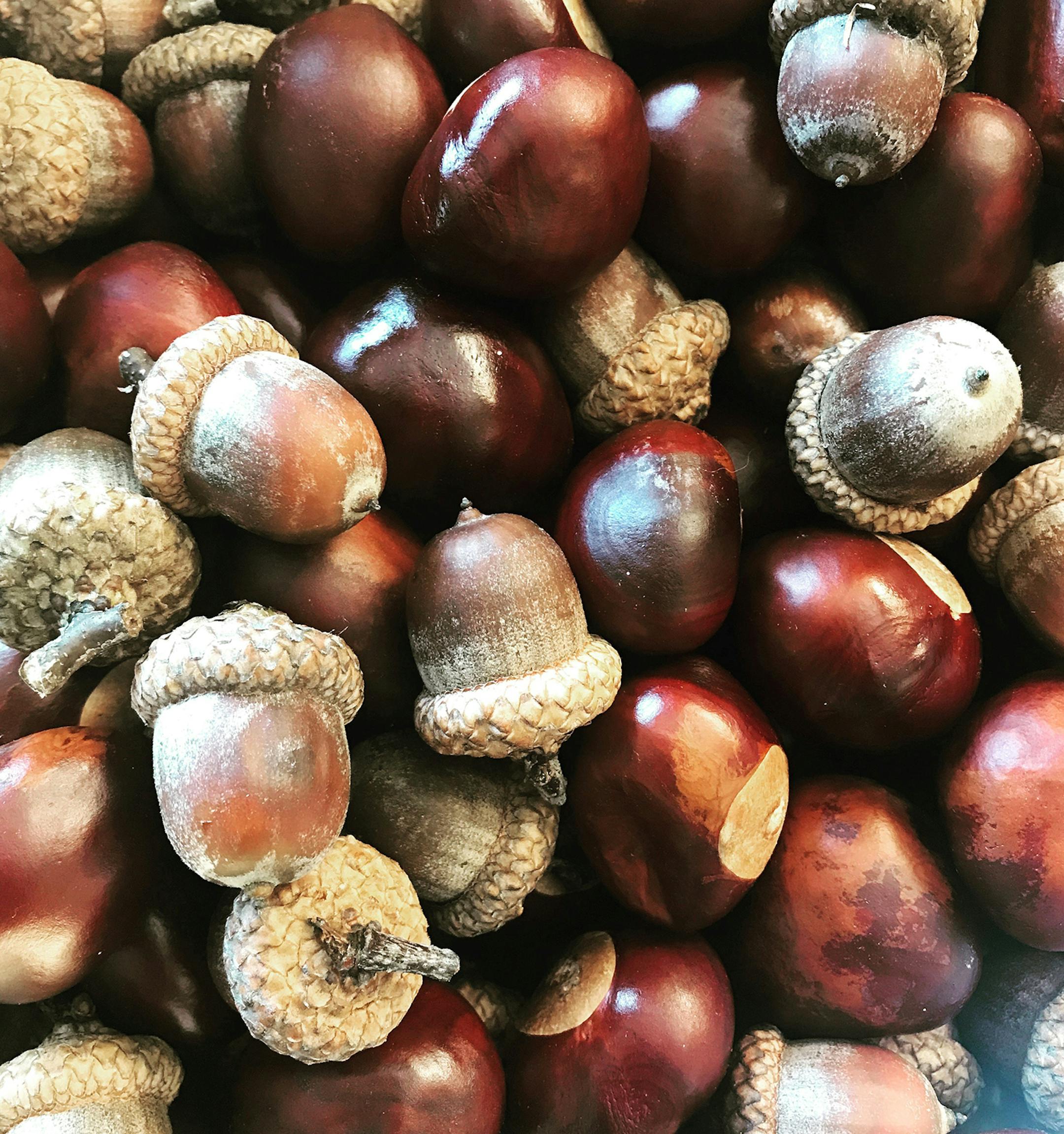 Kara Rowan, Woodbury; What is more fall than buckeyes and acorns collected by hand?