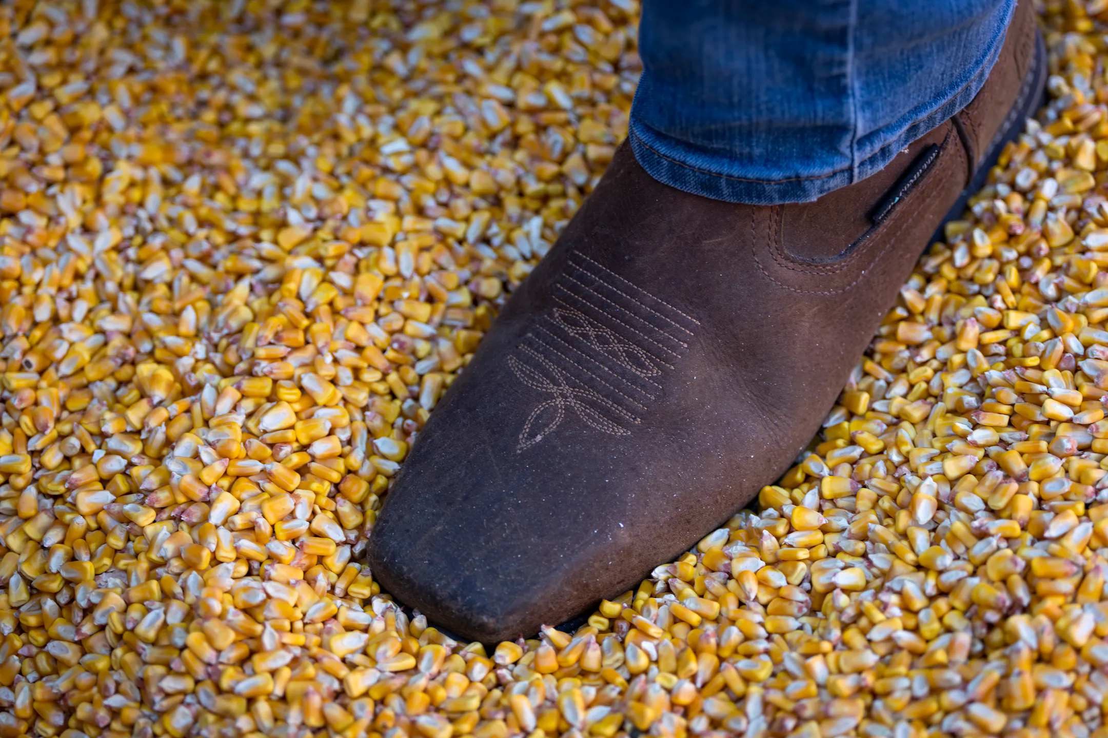 Minnesota ag students raise money for charity in 70th annual corn drive